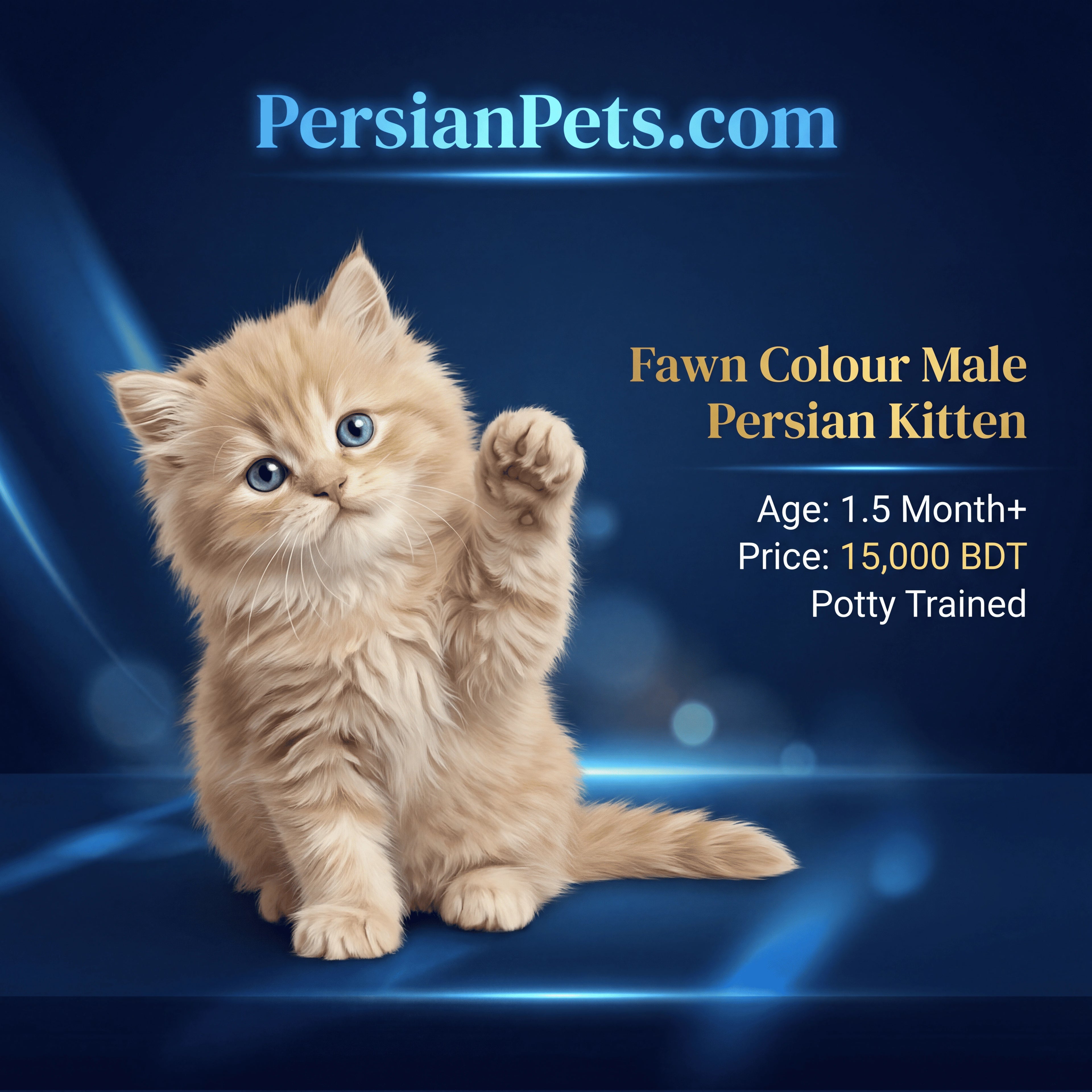 Purebred-3-Month-Old-Fawn-Female-Persian-Kitten-for-Sale-PersianPets,com