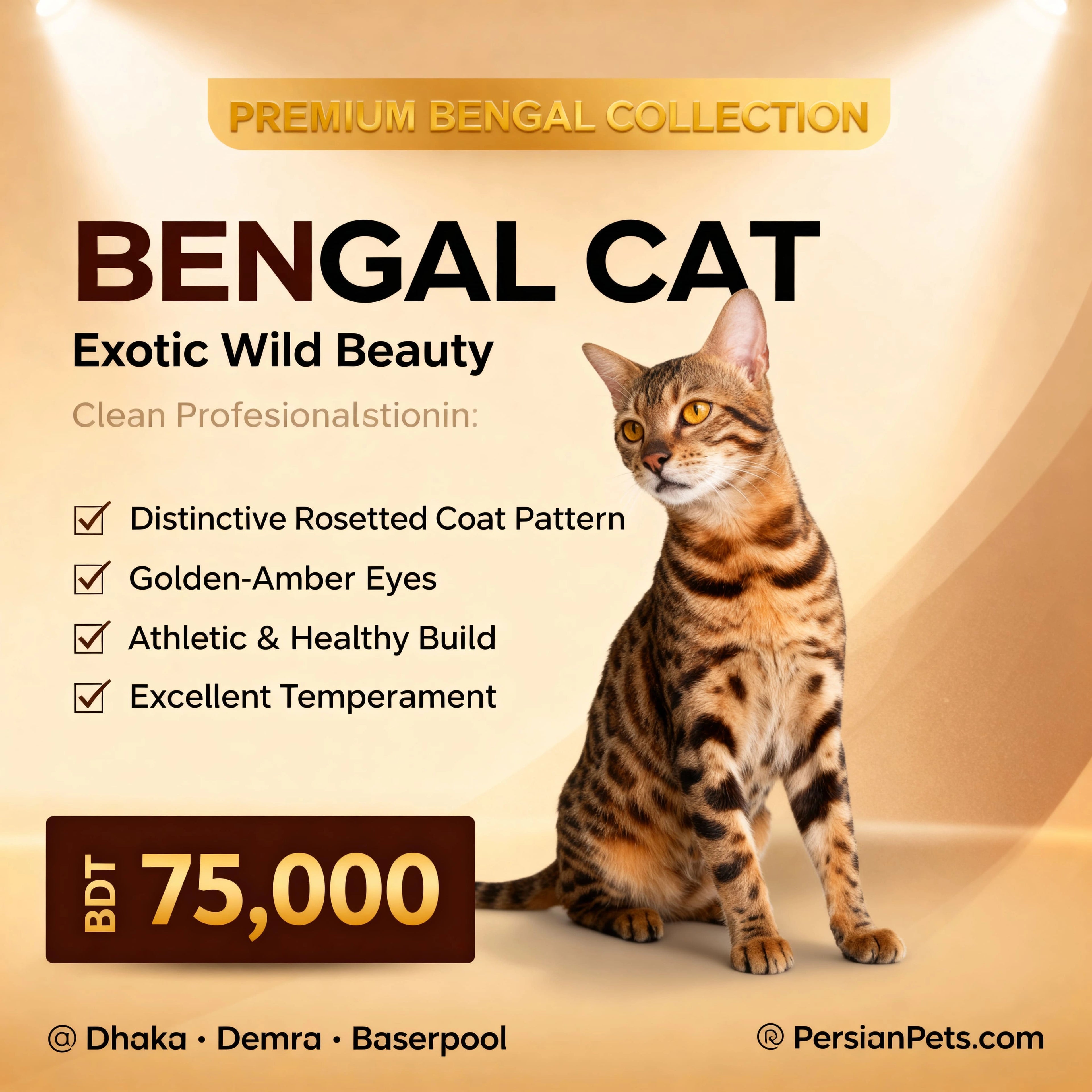 Premium Rosetted Bengal Cat for Sale | PersianPets.com