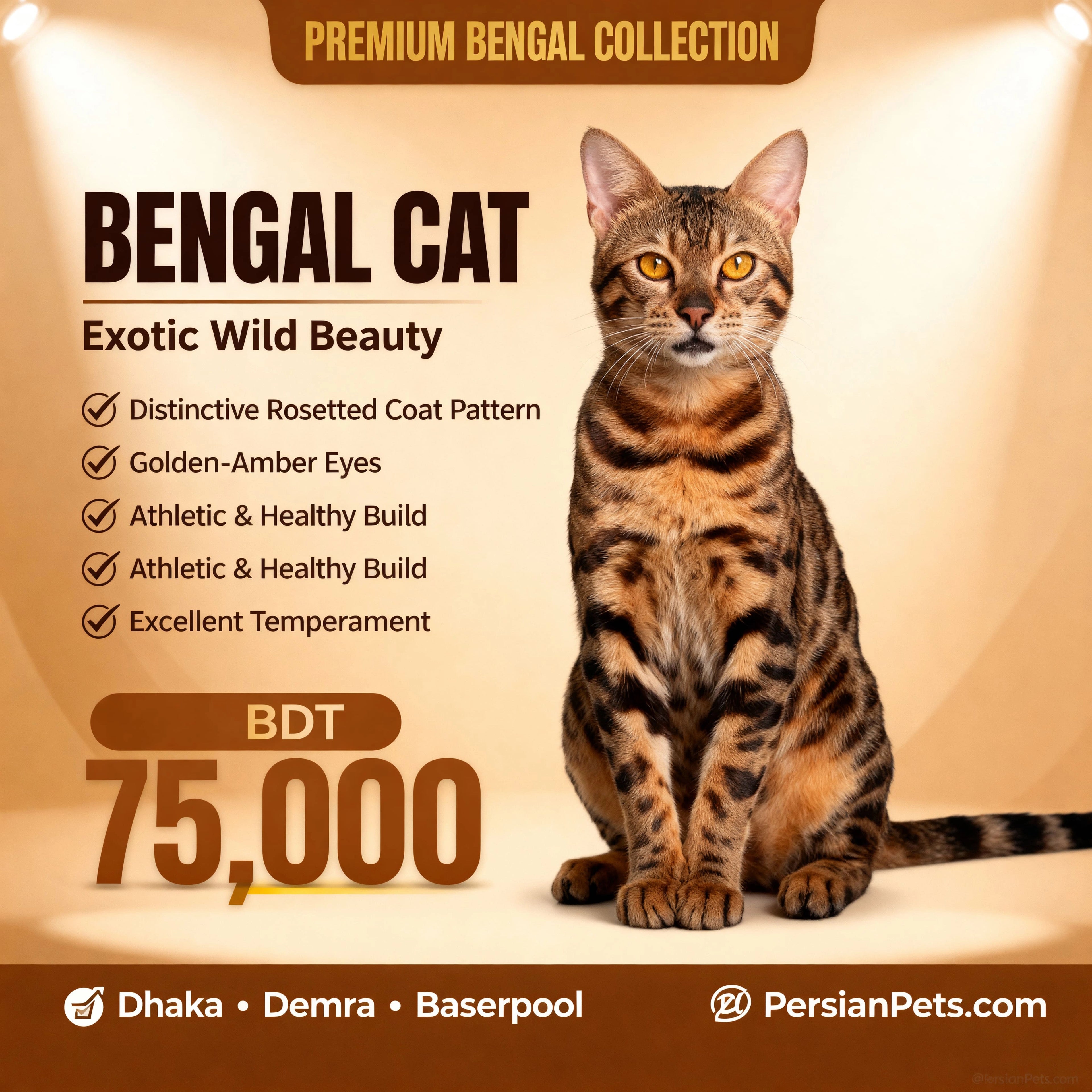 Premium Rosetted Bengal Cat for Sale | PersianPets.com