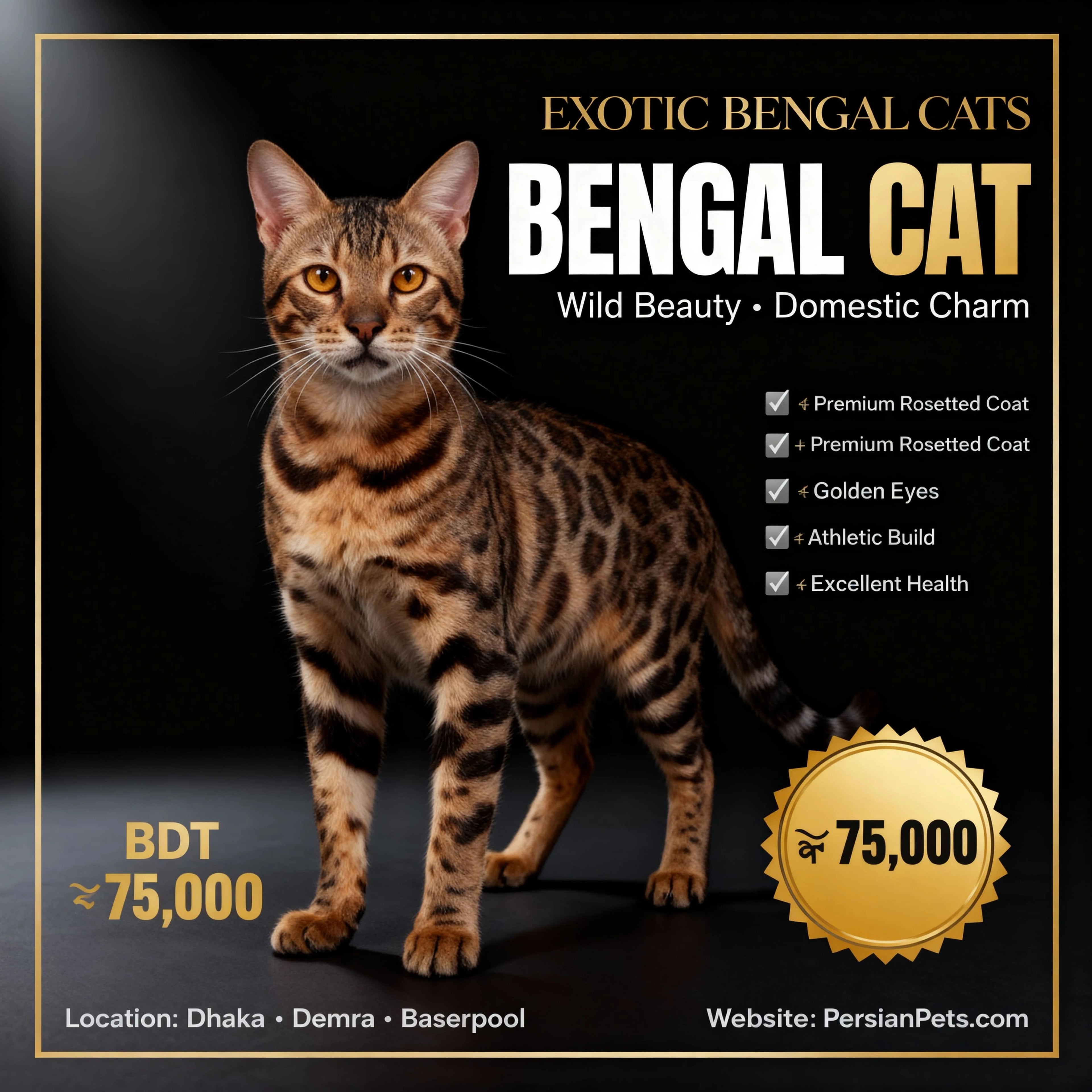Premium Rosetted Bengal Cat for Sale | PersianPets.com