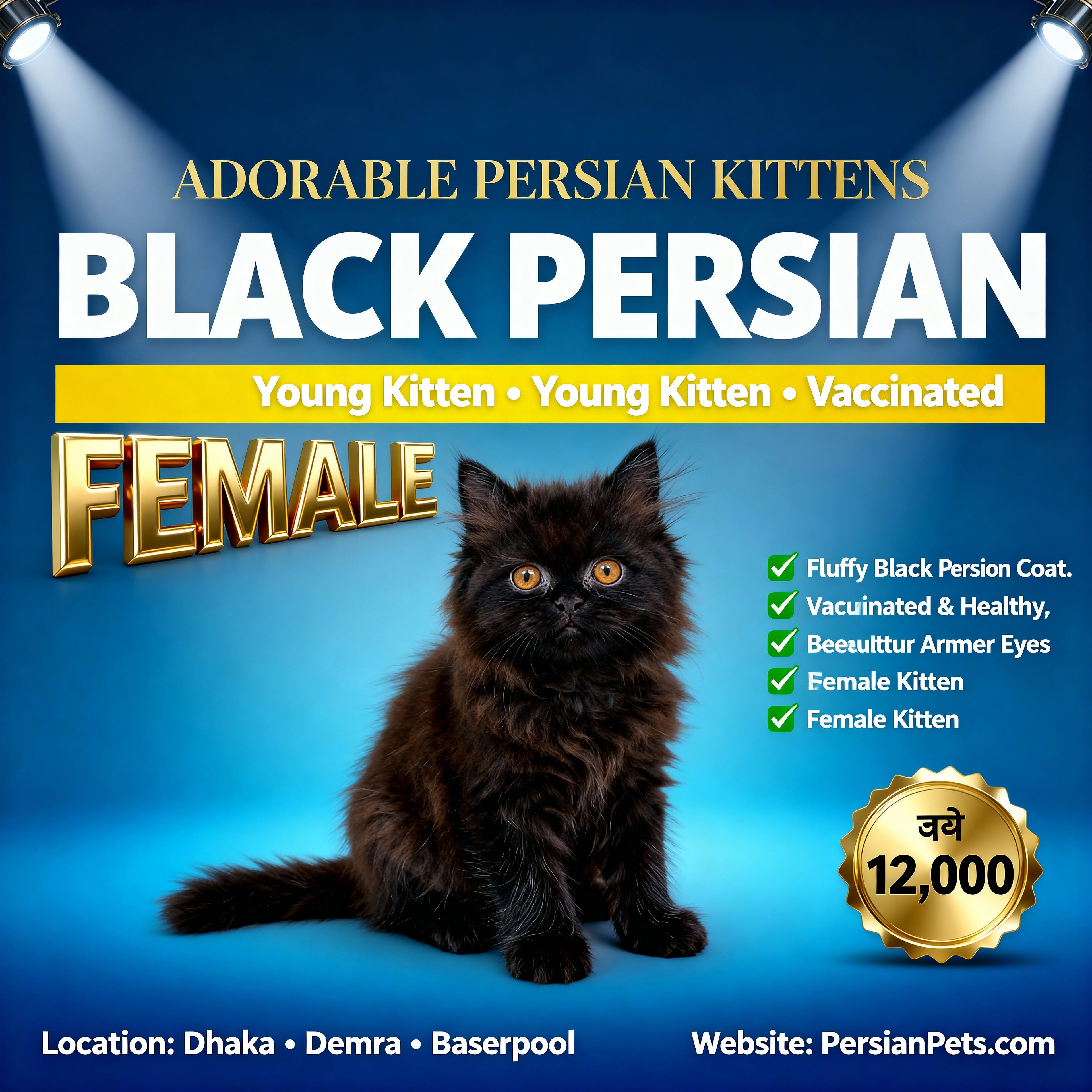 Persian Black Female Kitten for Sale