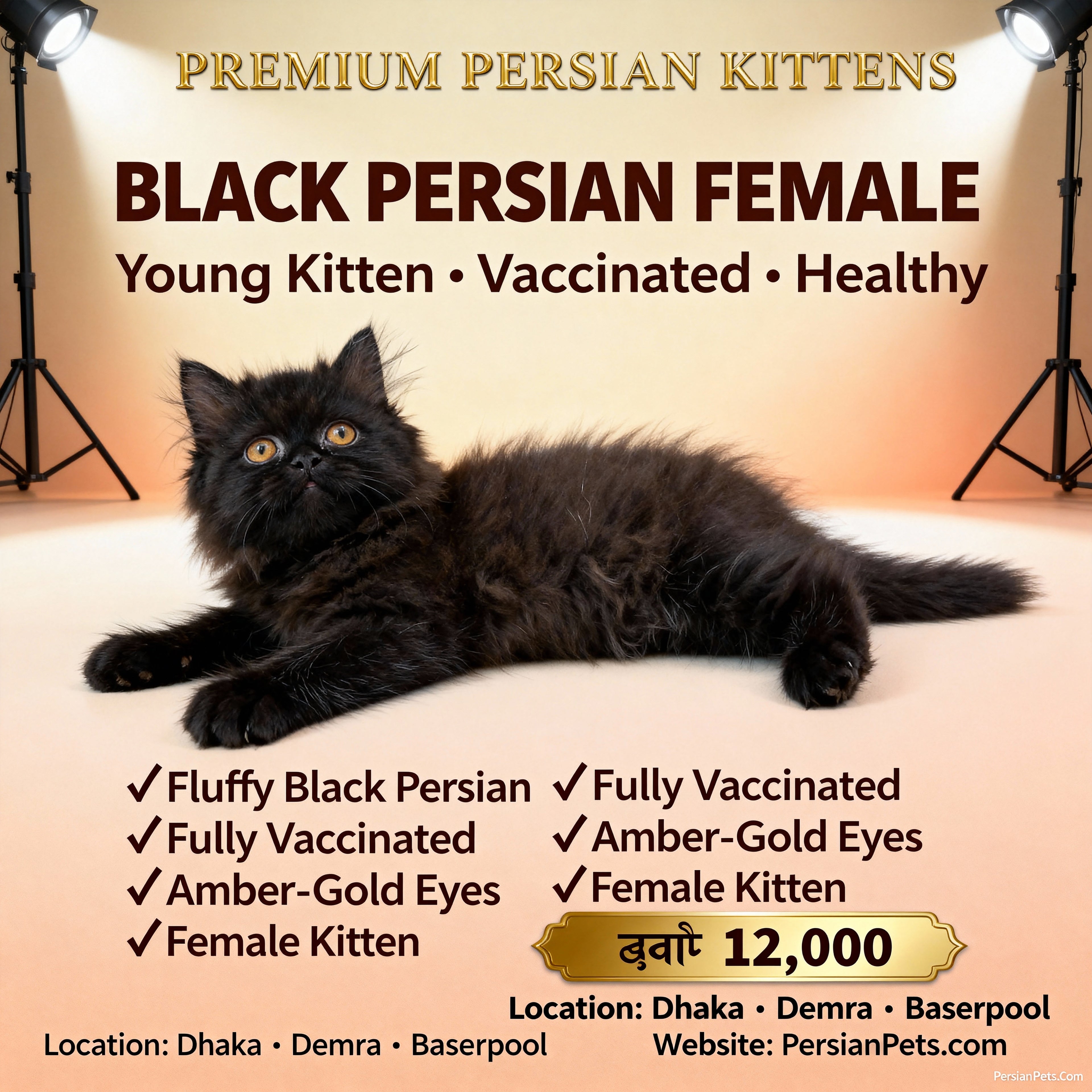 Persian Black Female Kitten for Sale