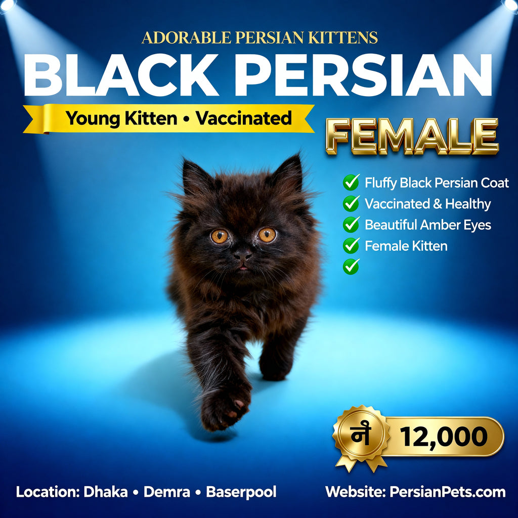Persian Black Female Kitten for Sale