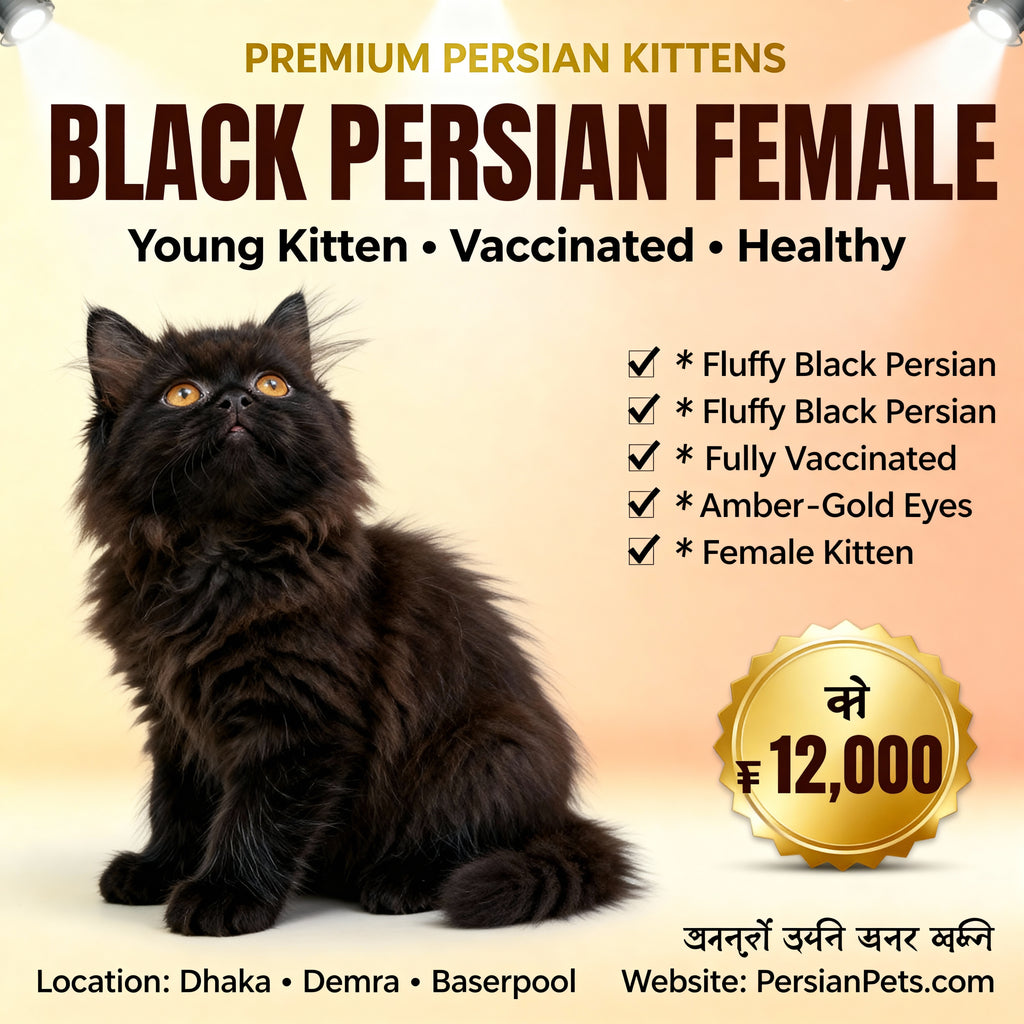 Persian Black Female Kitten for Sale