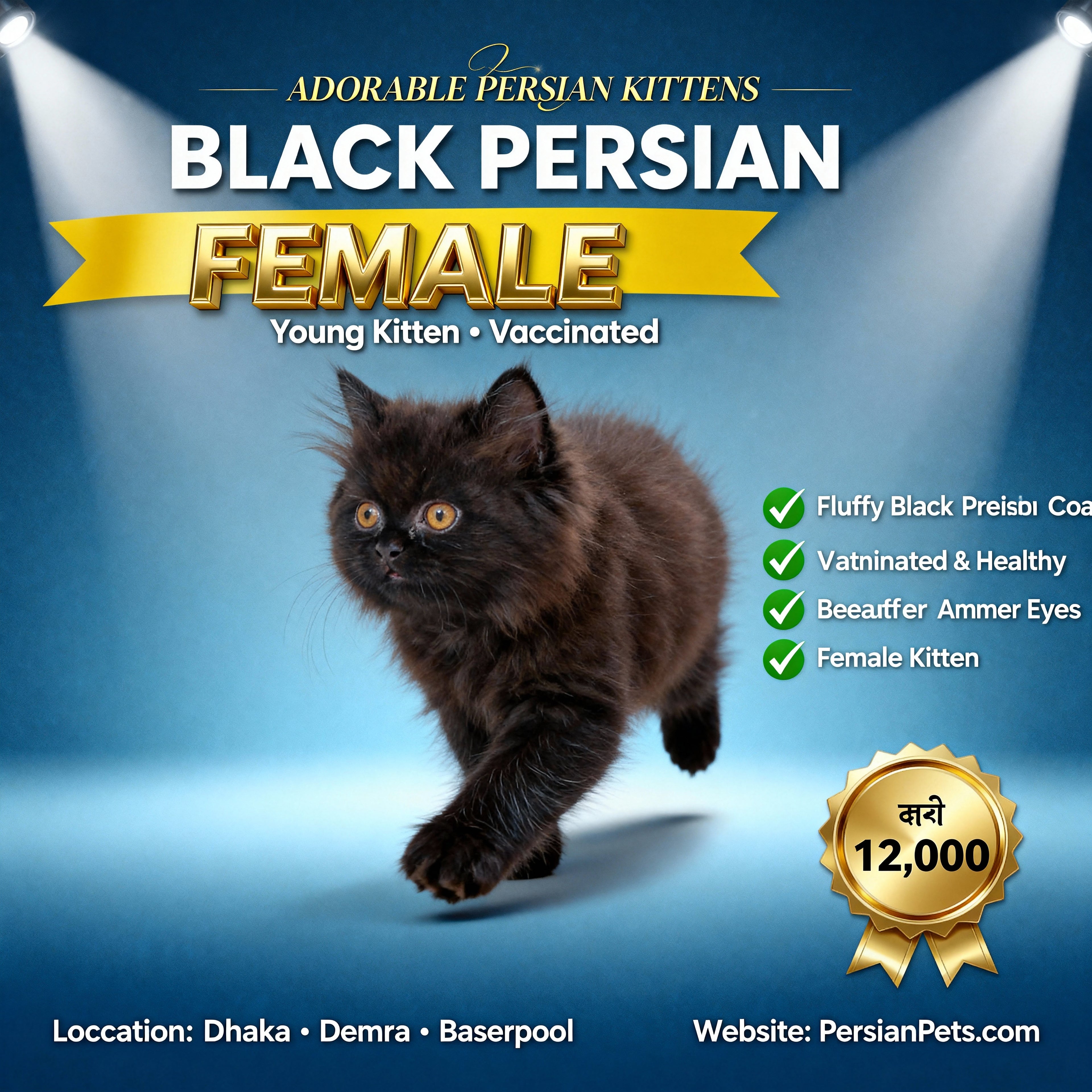 Persian Black Female Kitten for Sale