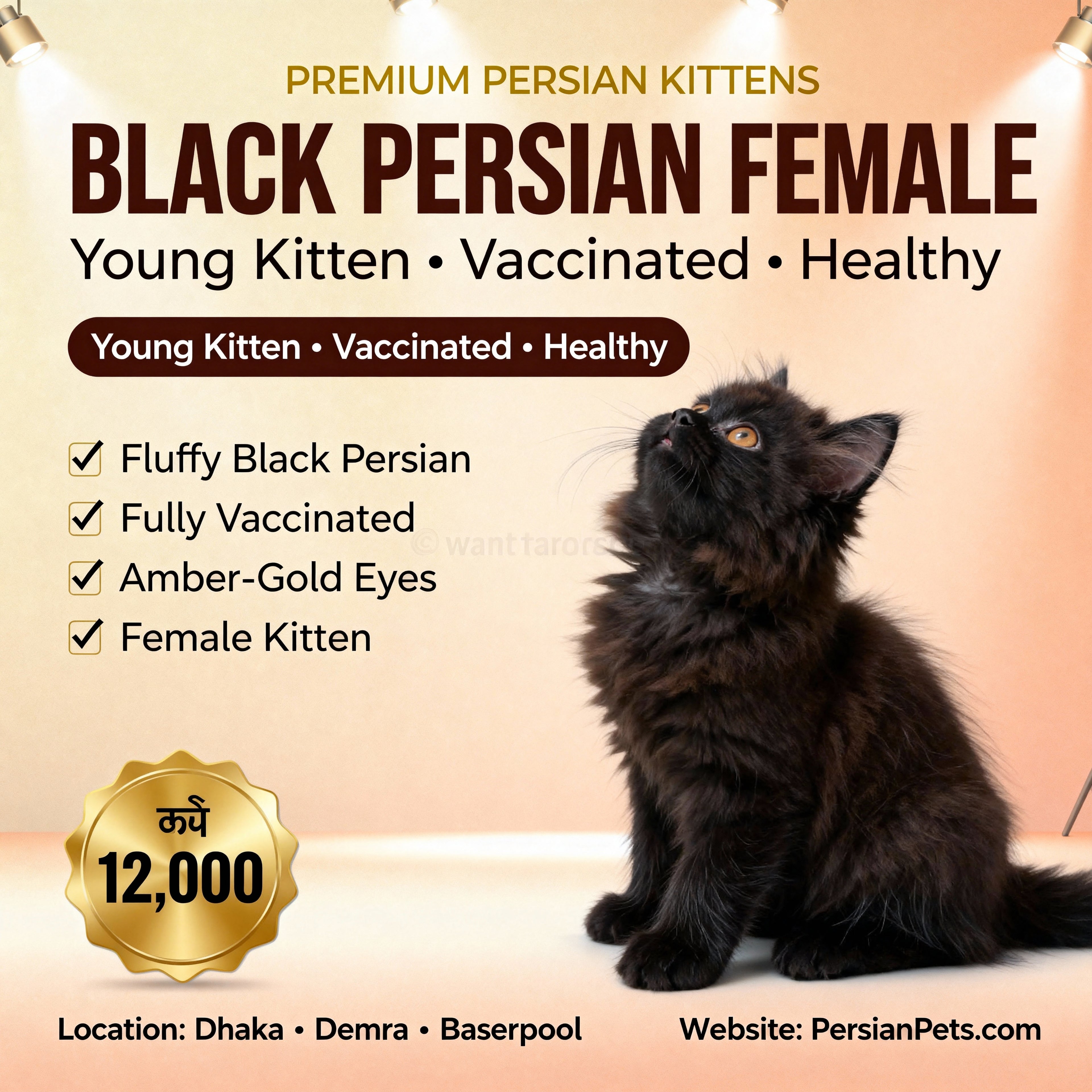 Persian Black Female Kitten for Sale