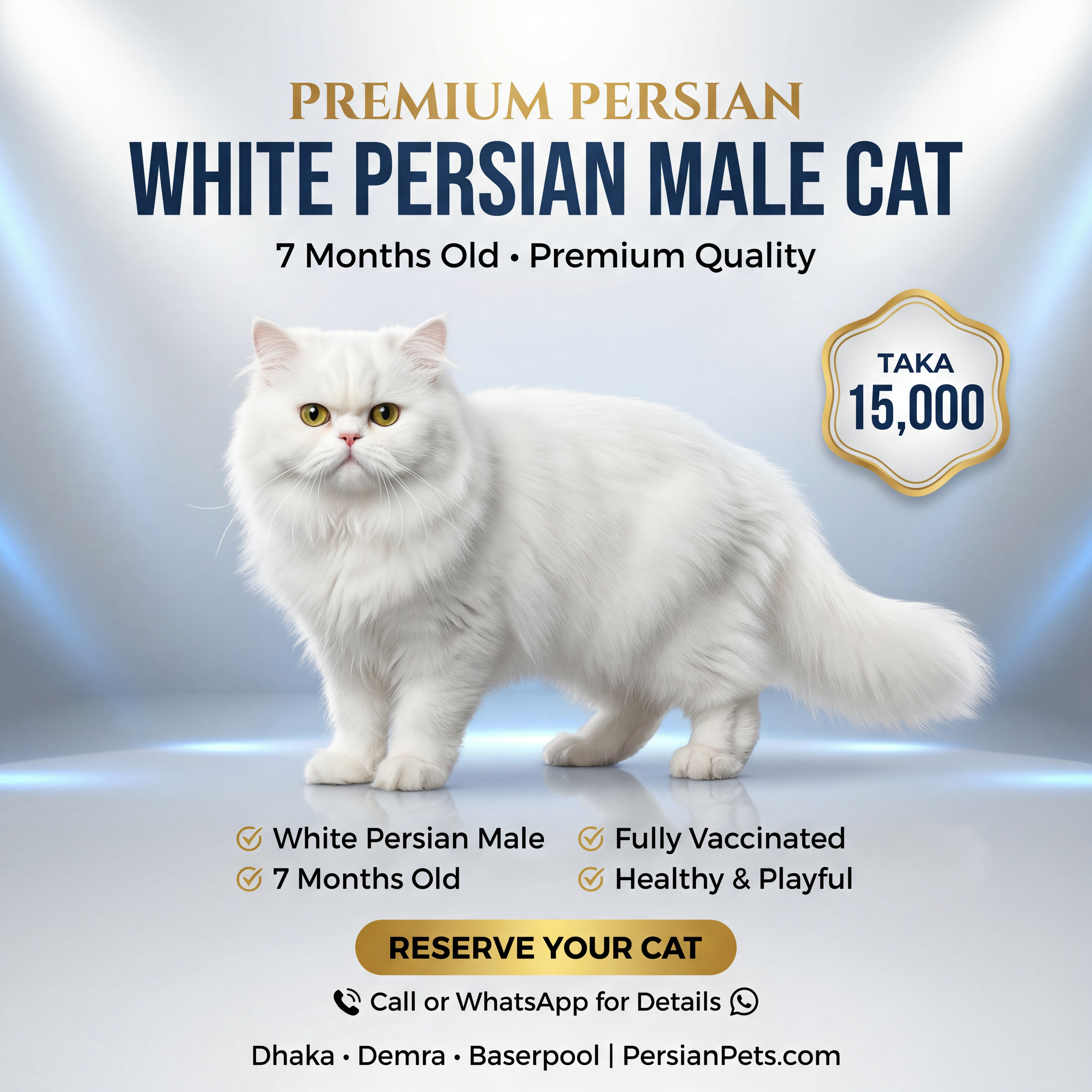 Persian male Cat