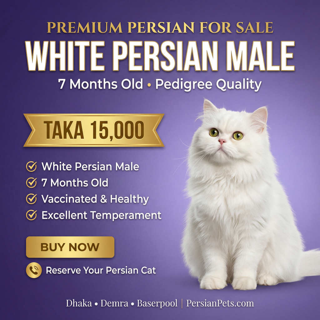 Persian male Cat