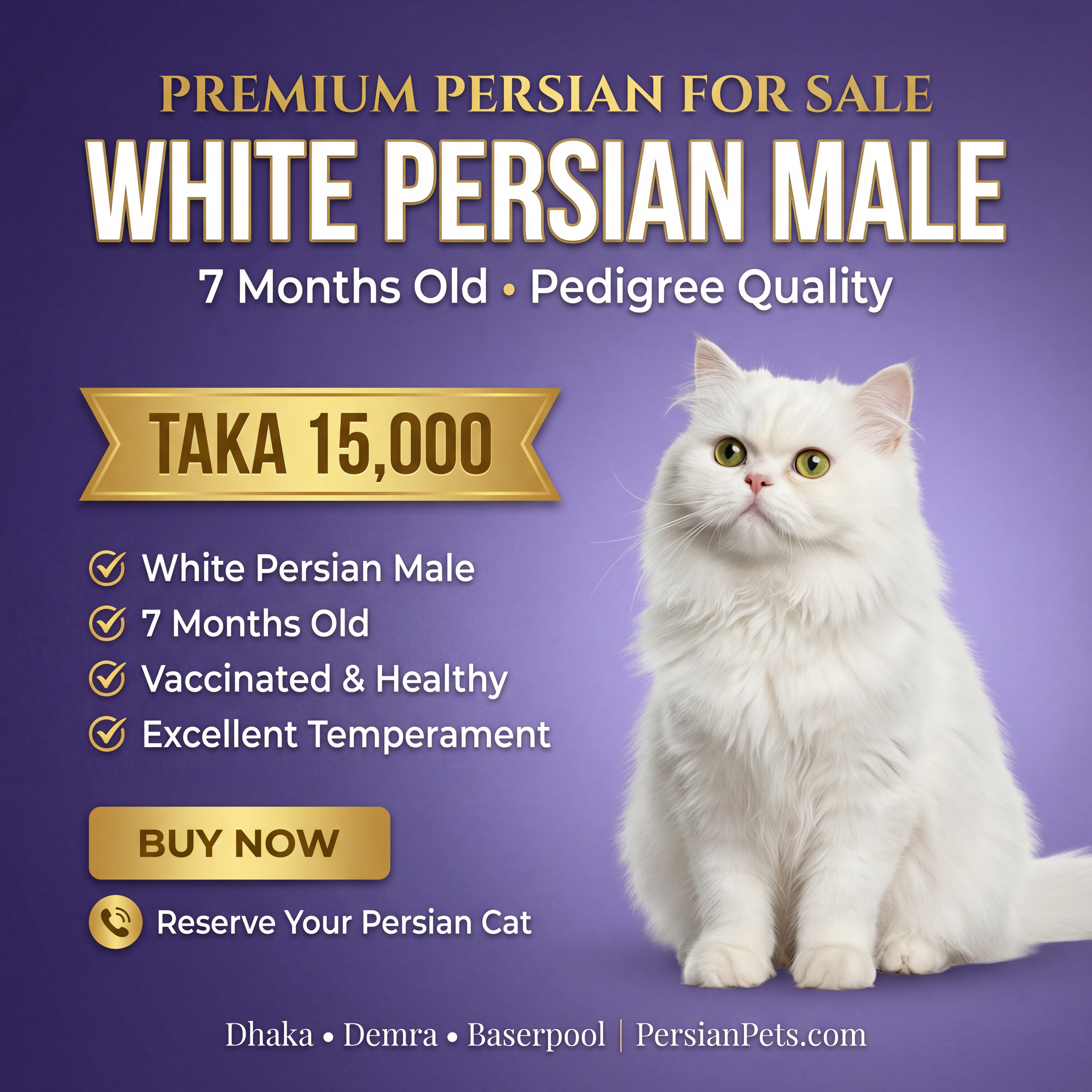 Persian male Cat