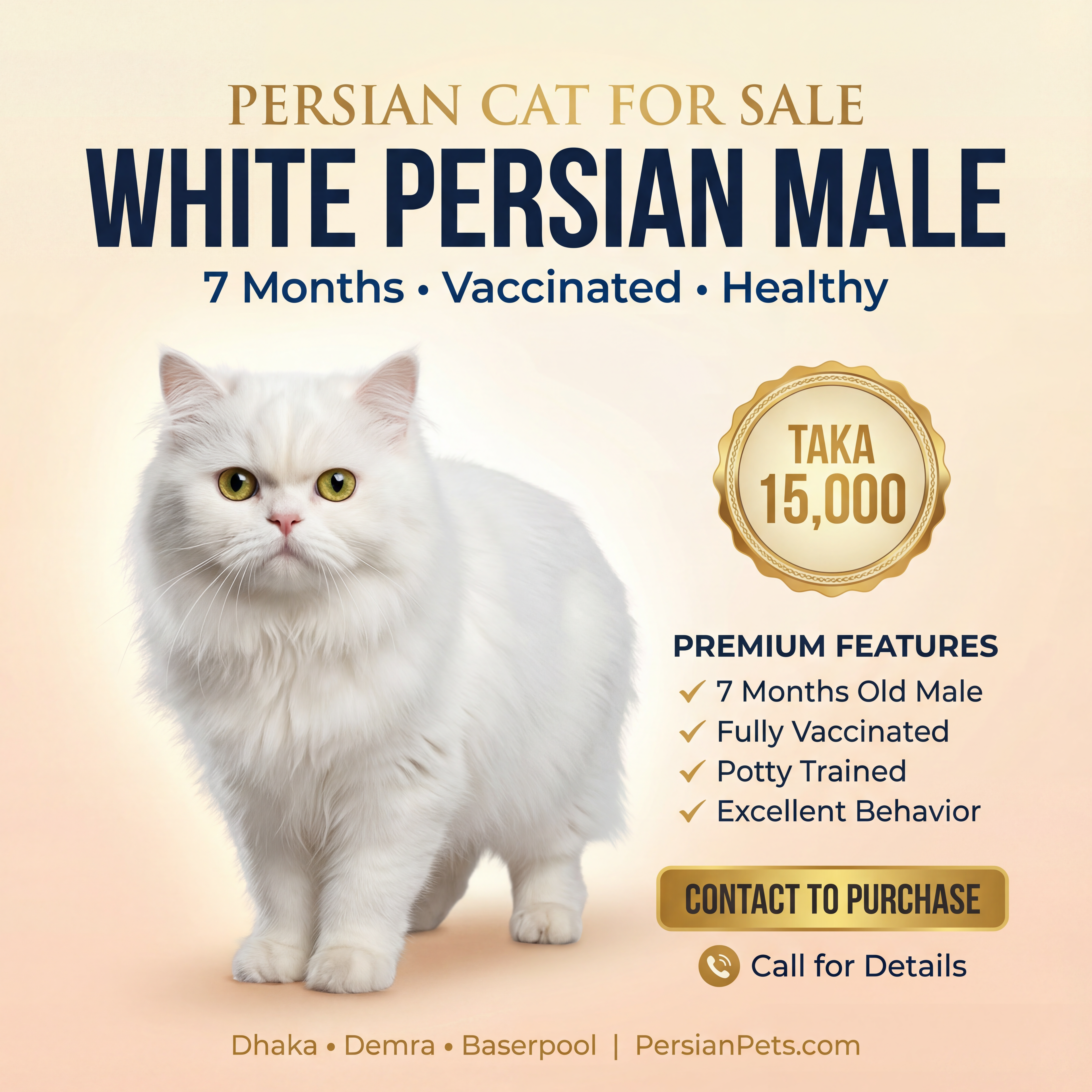 Persian male Cat