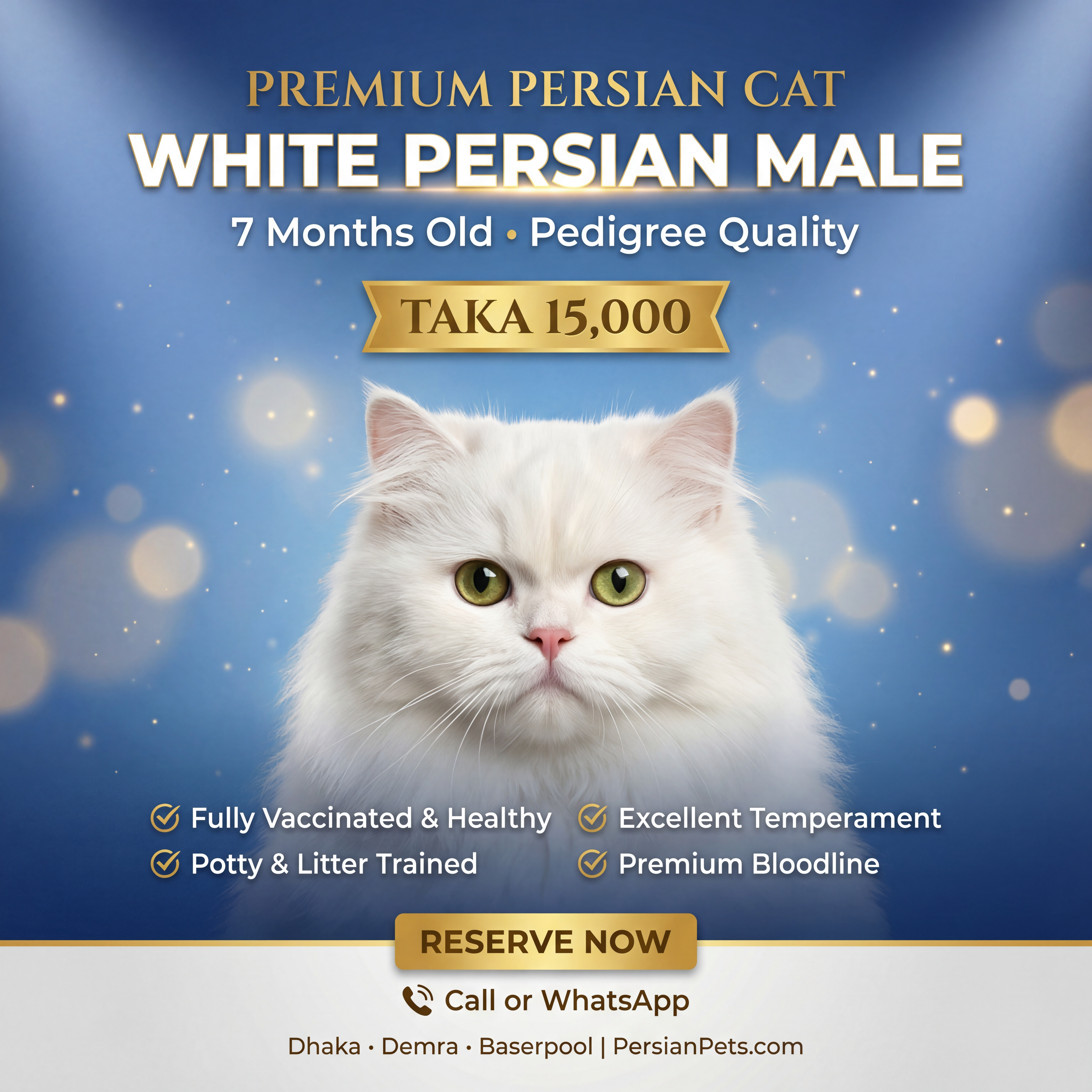 Persian male Cat