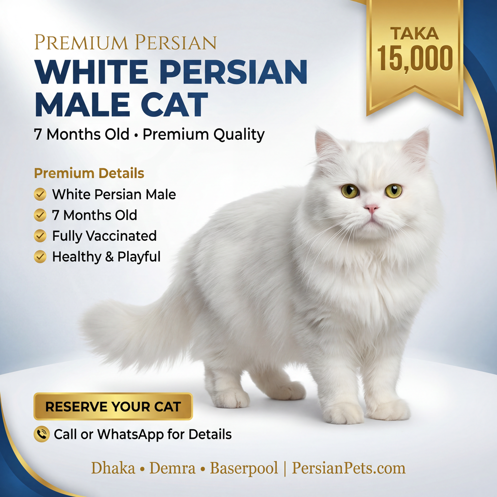 Persian male Cat