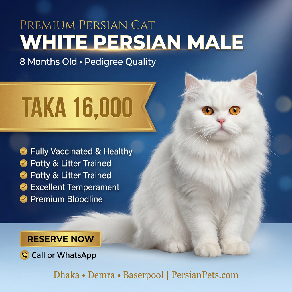 Persian male Cat