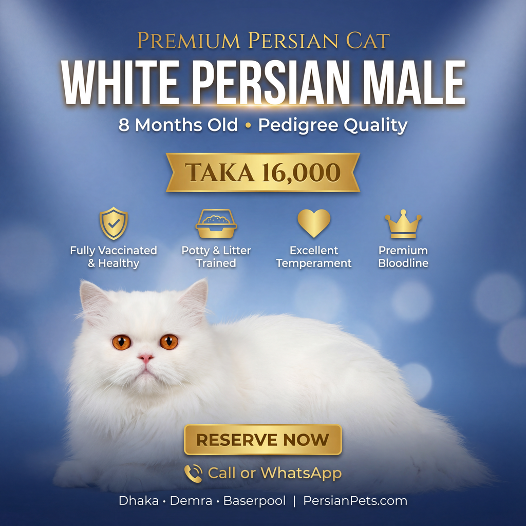 Persian male Cat