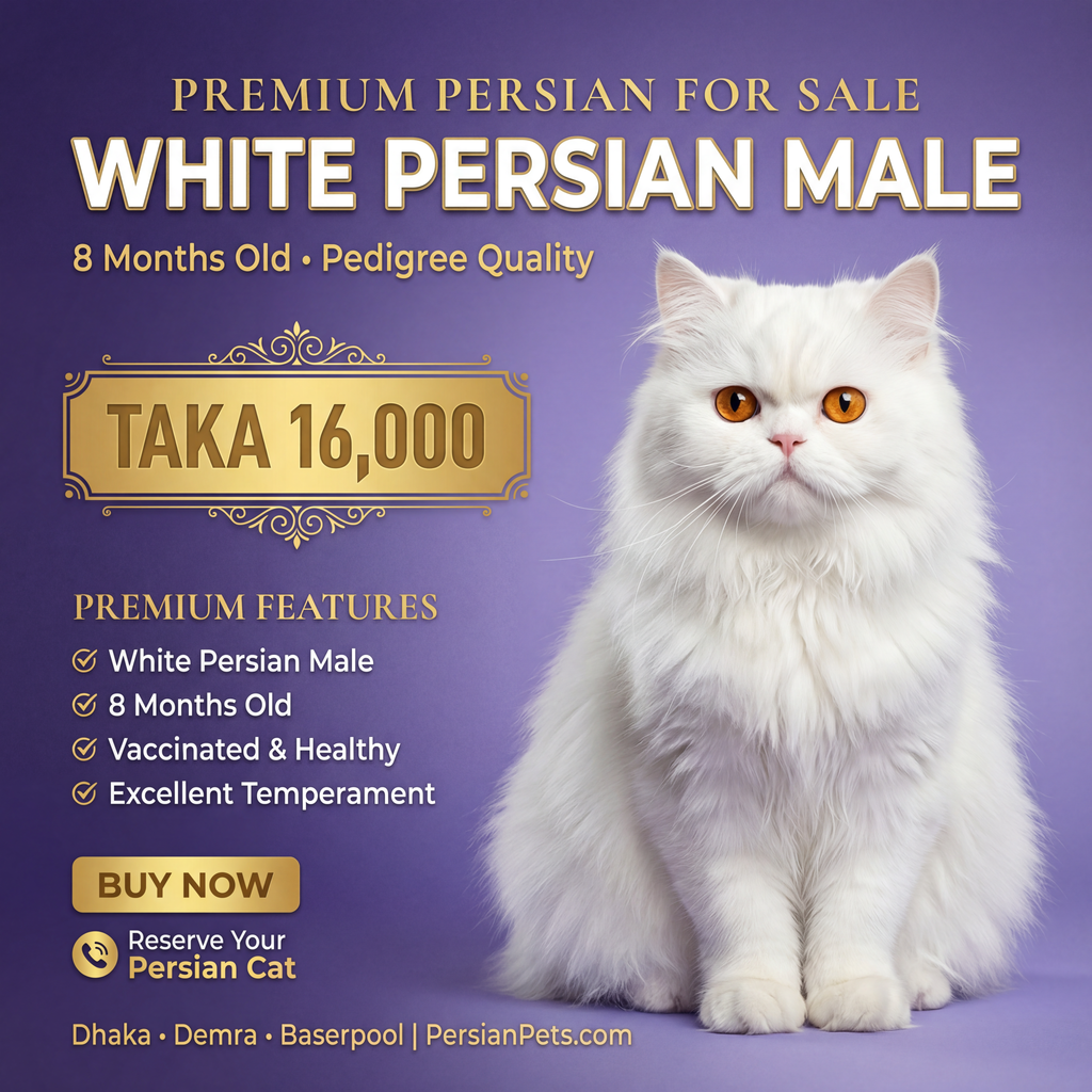 Persian male Cat
