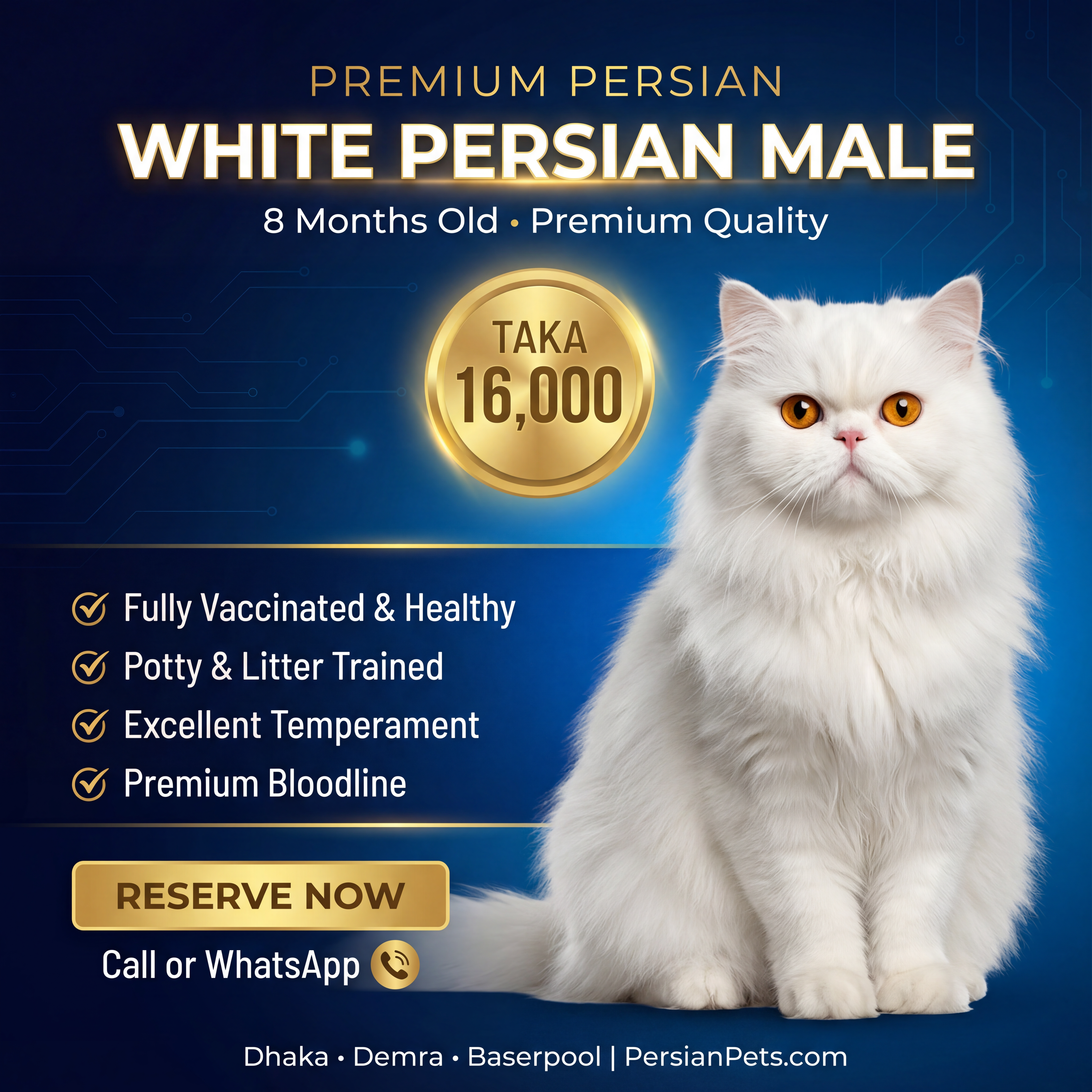 Persian male Cat