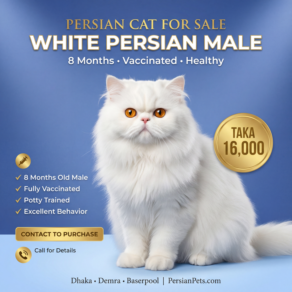 Persian male Cat