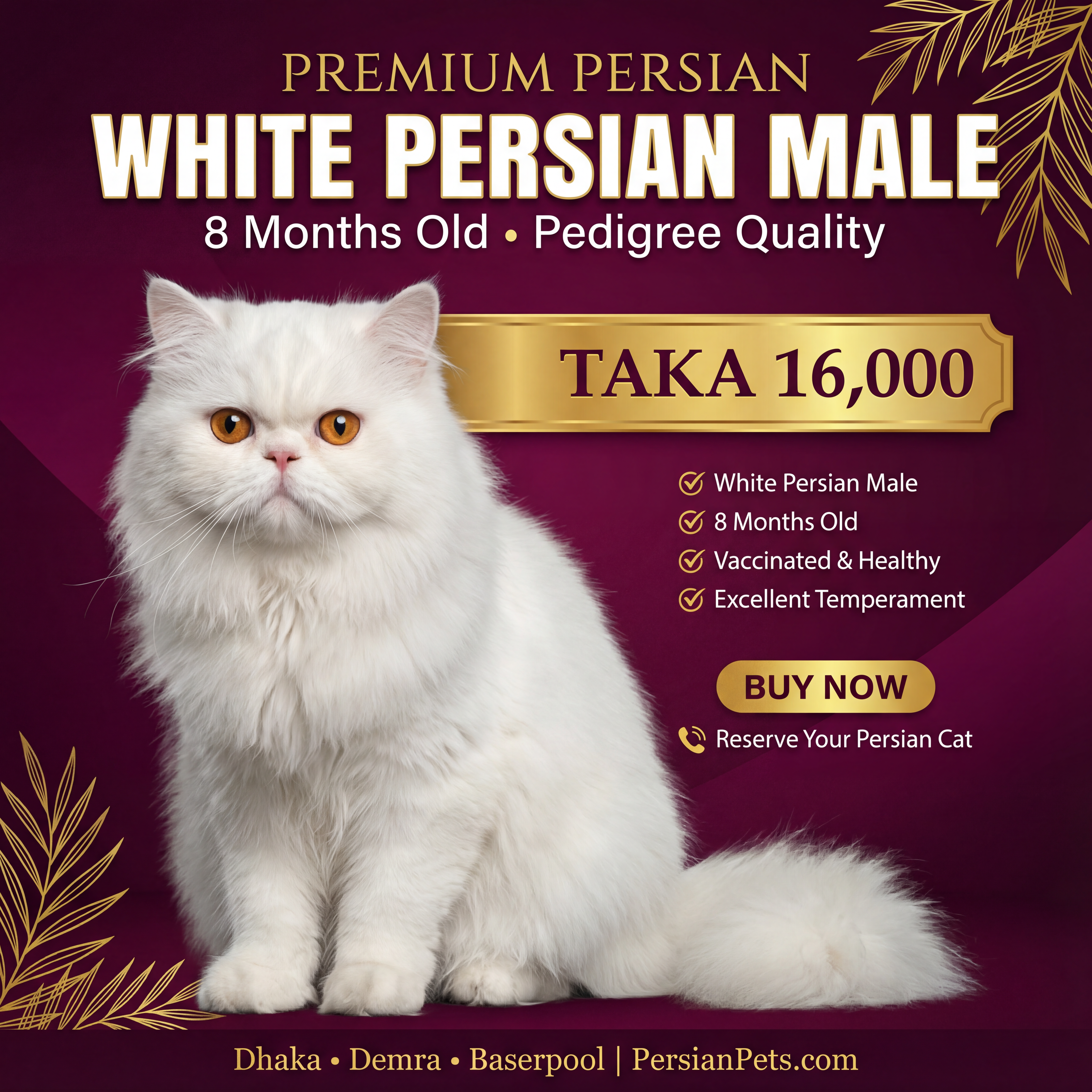 Persian male Cat