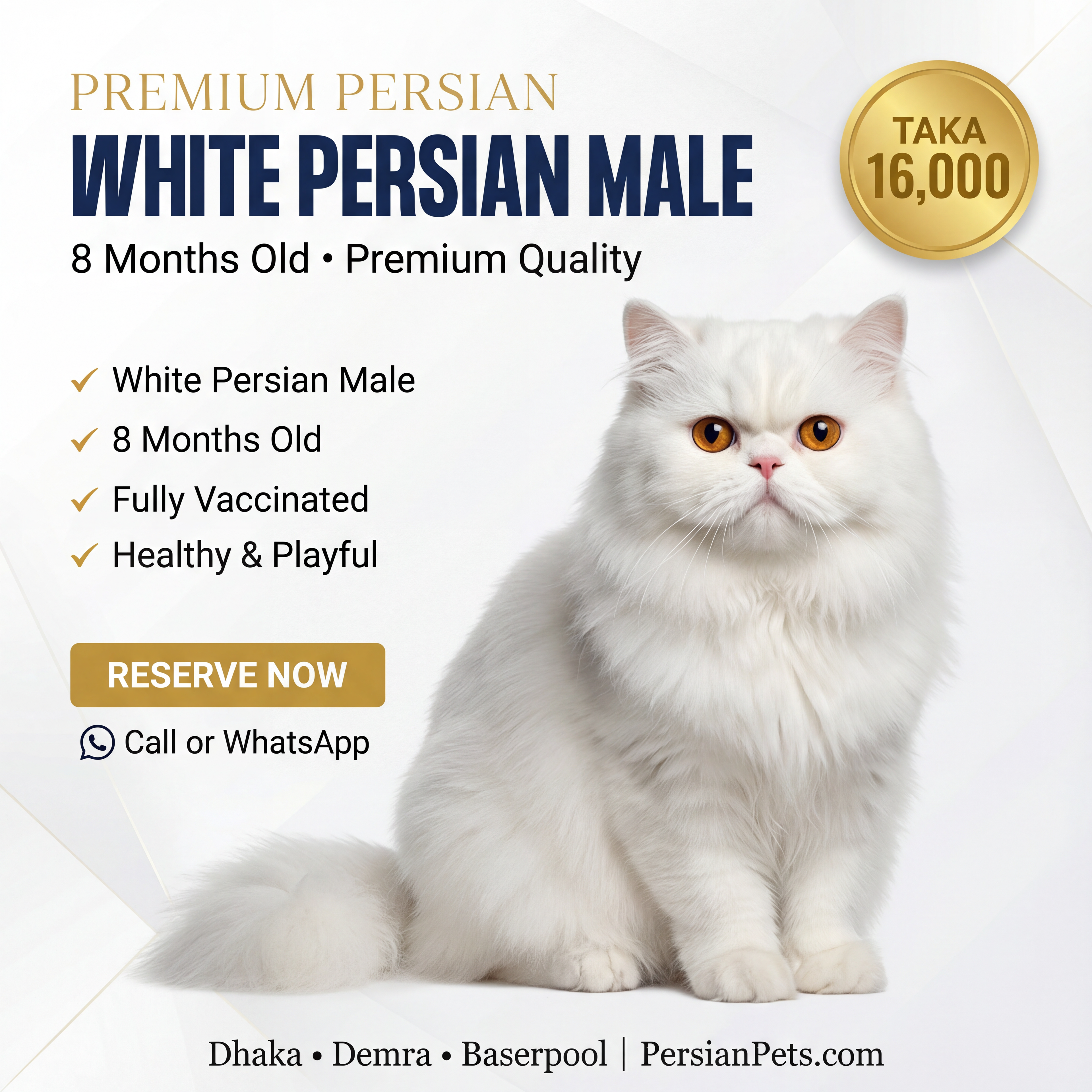 Persian male Cat