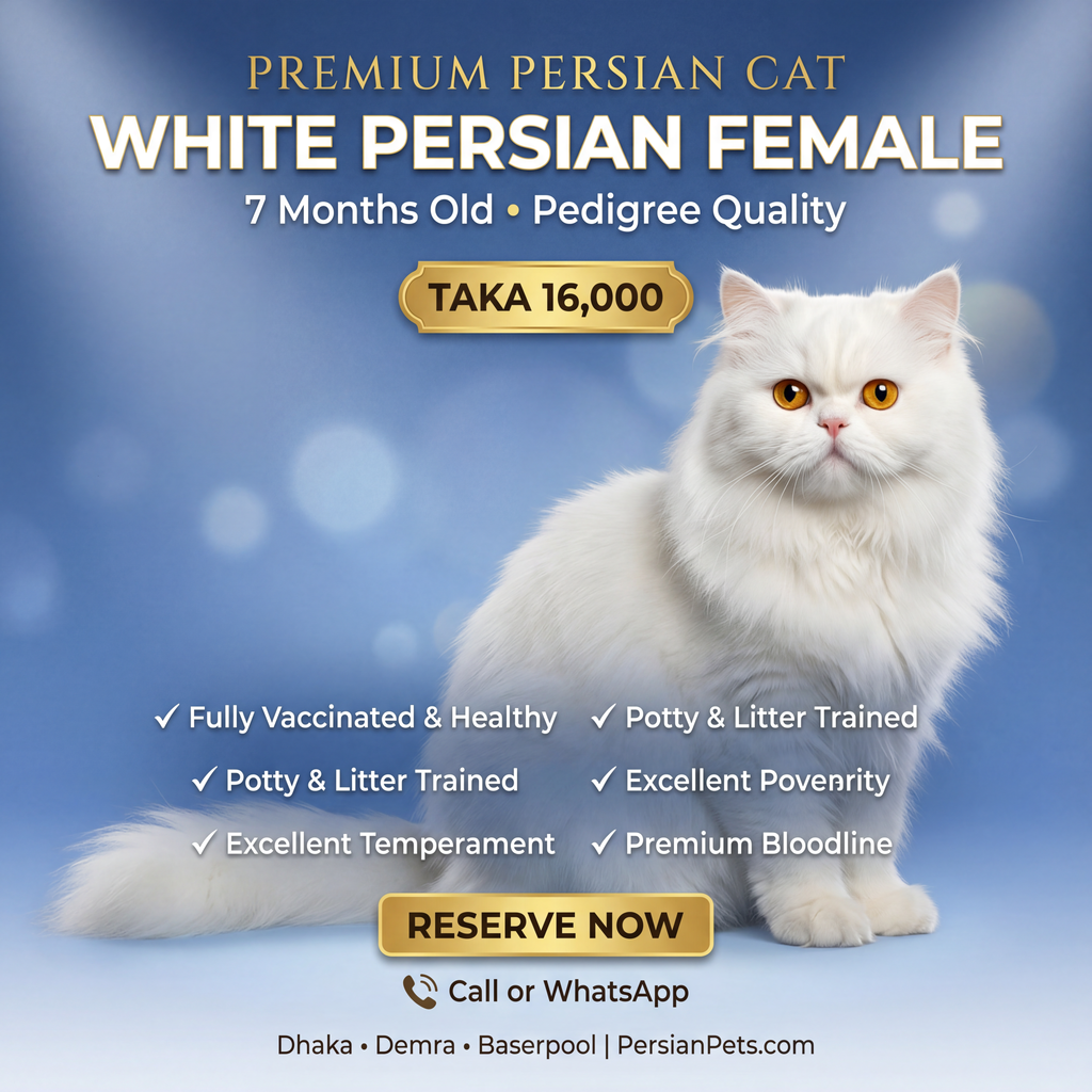 Persian Female Cat