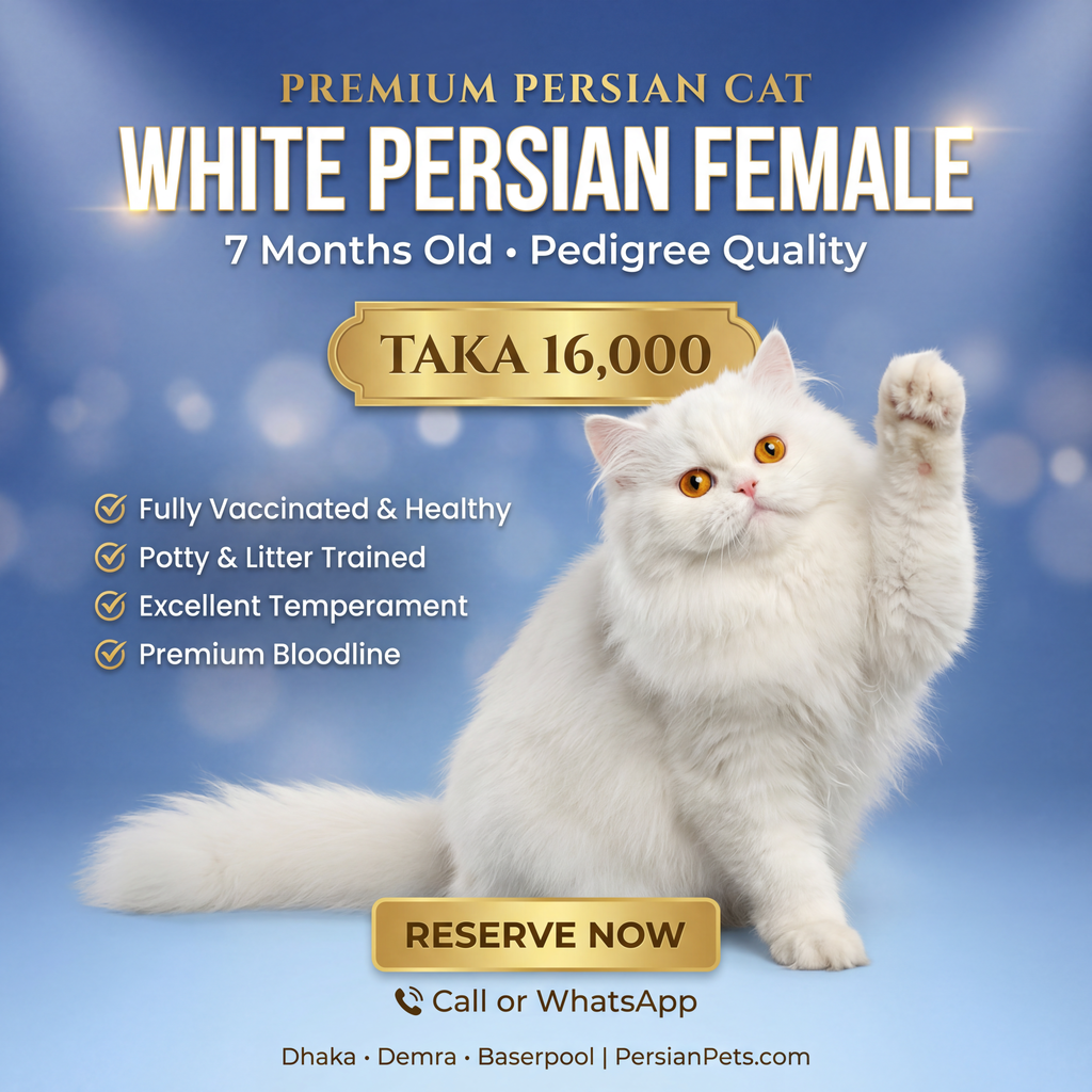Persian Female Cat