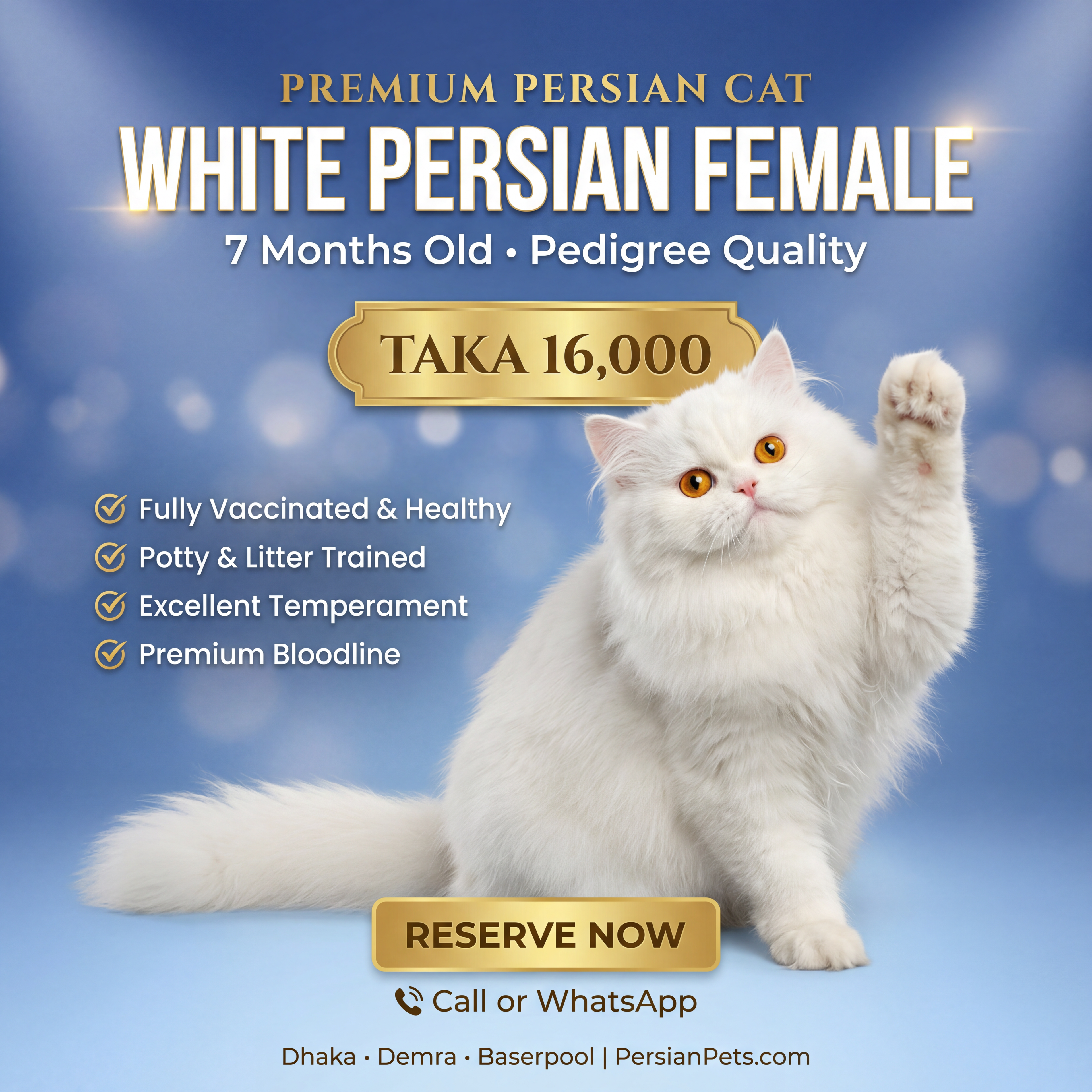 Persian Female Cat