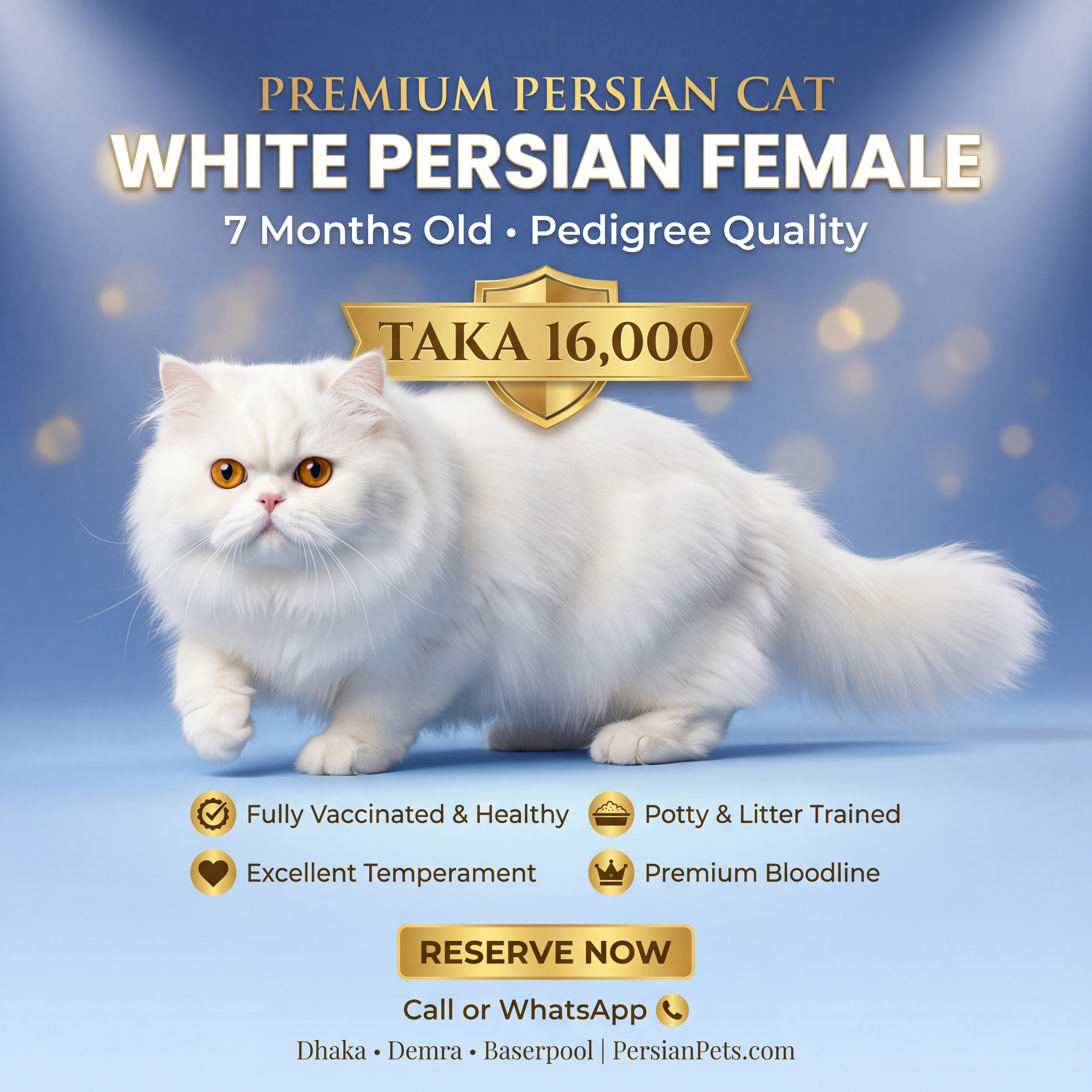 Persian Female Cat