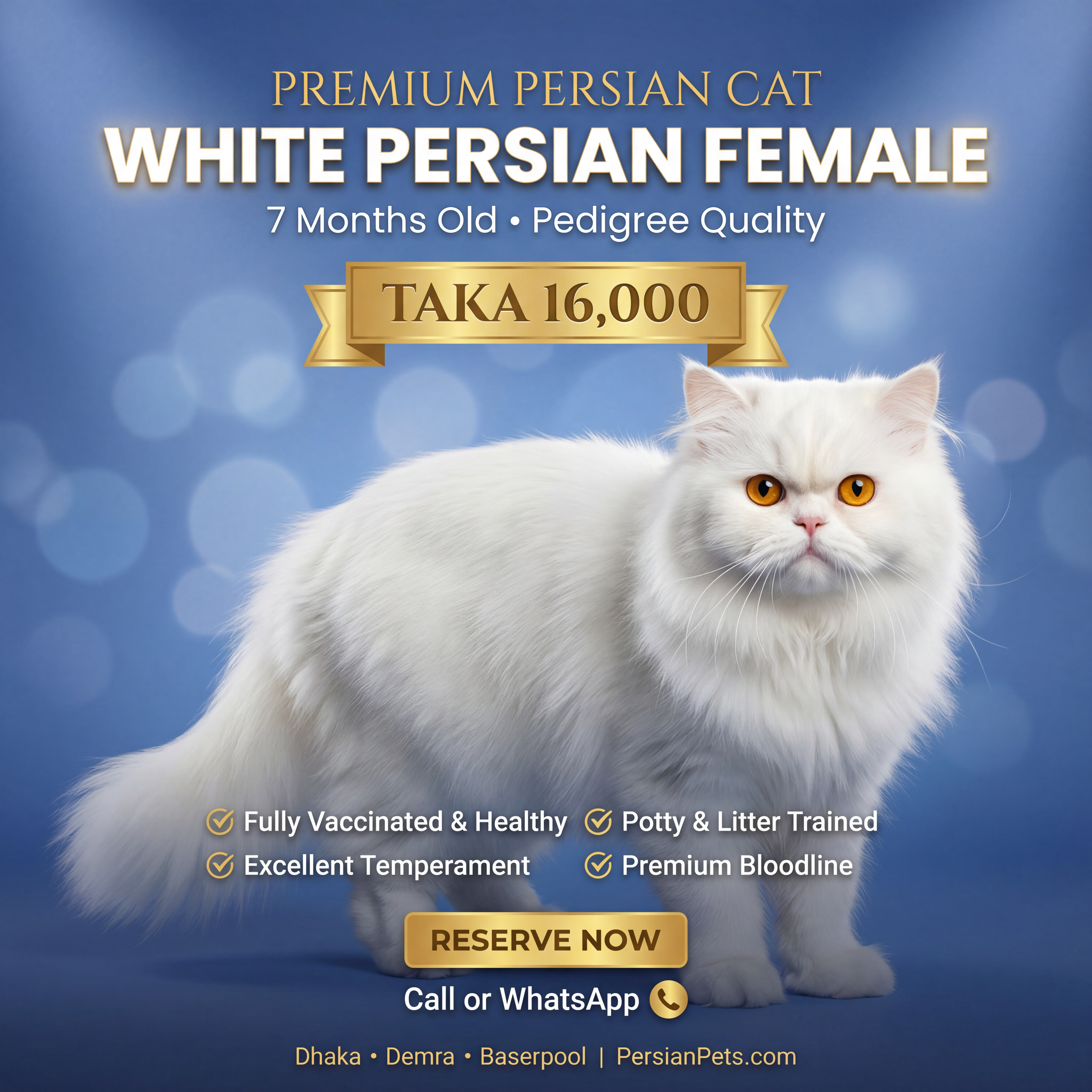Persian Female Cat