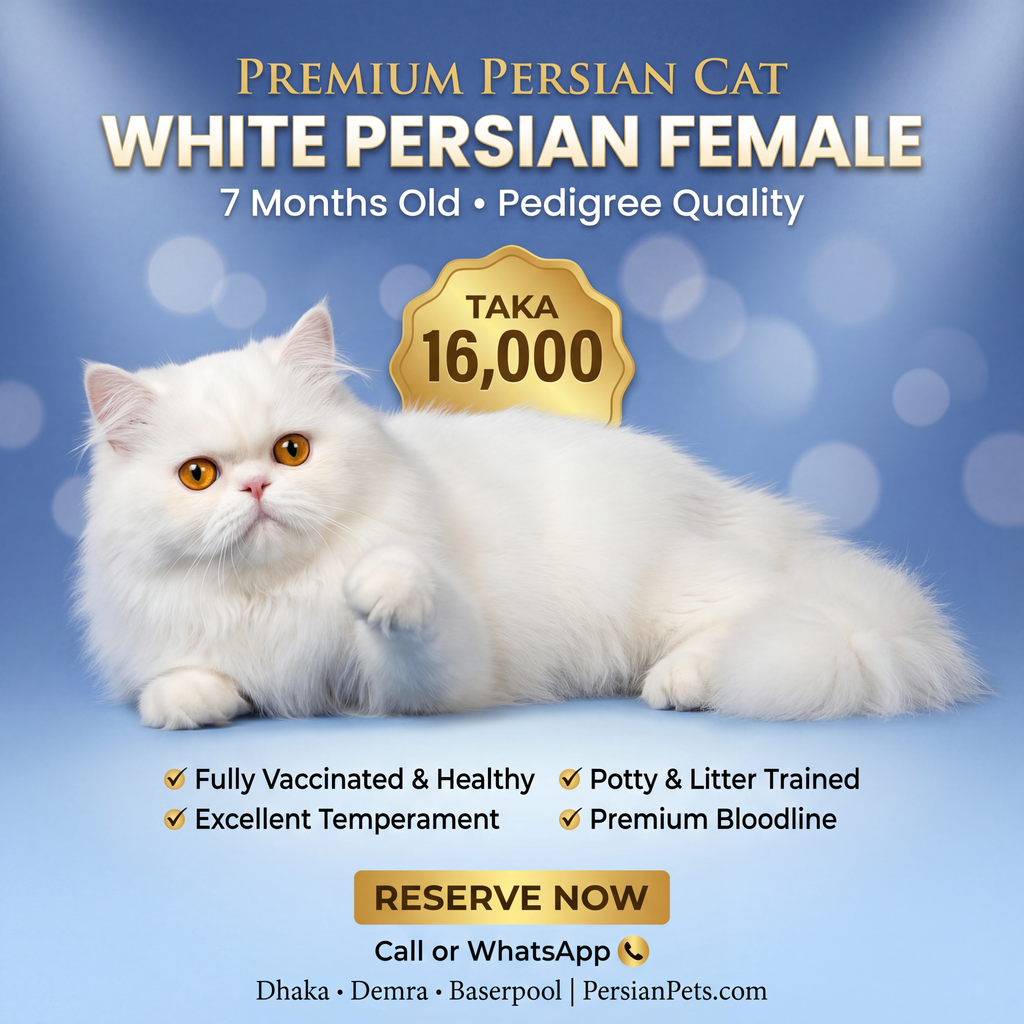 Persian Female Cat