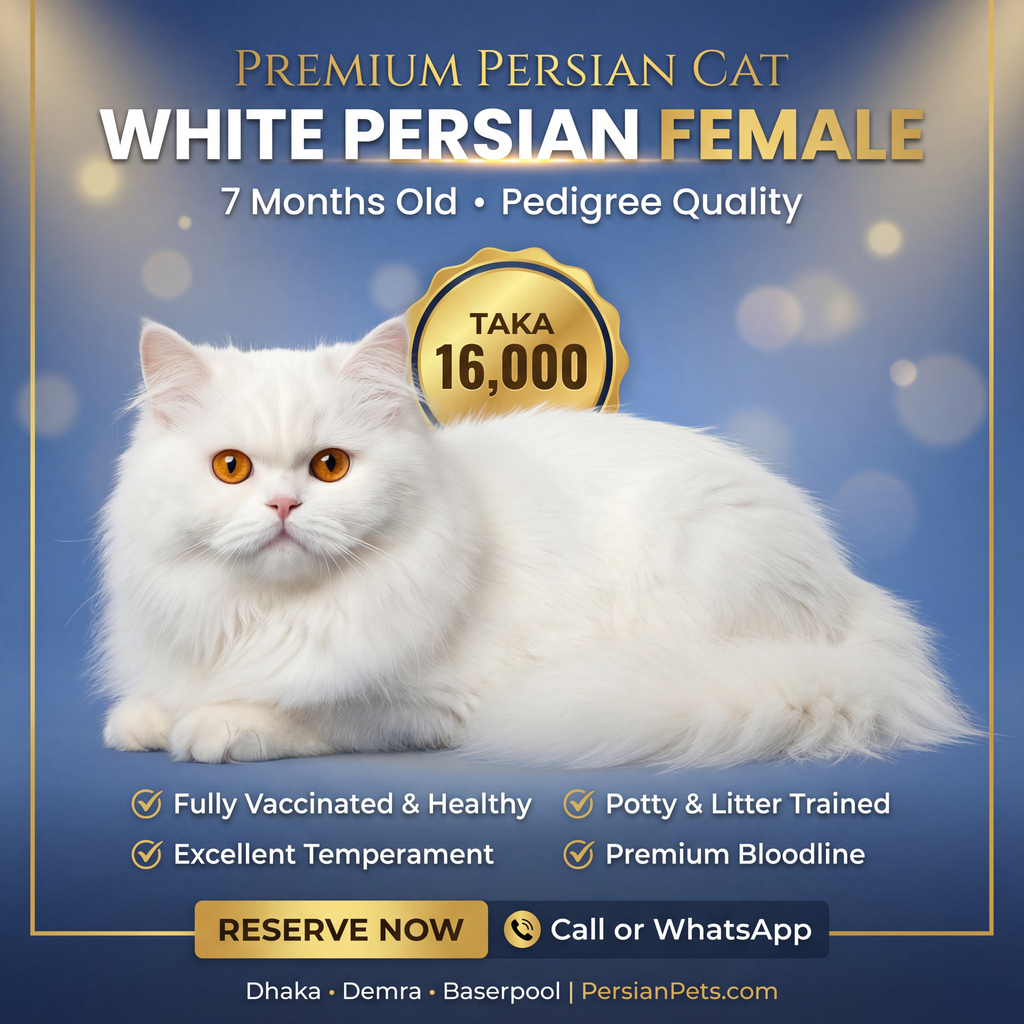 Persian Female Cat