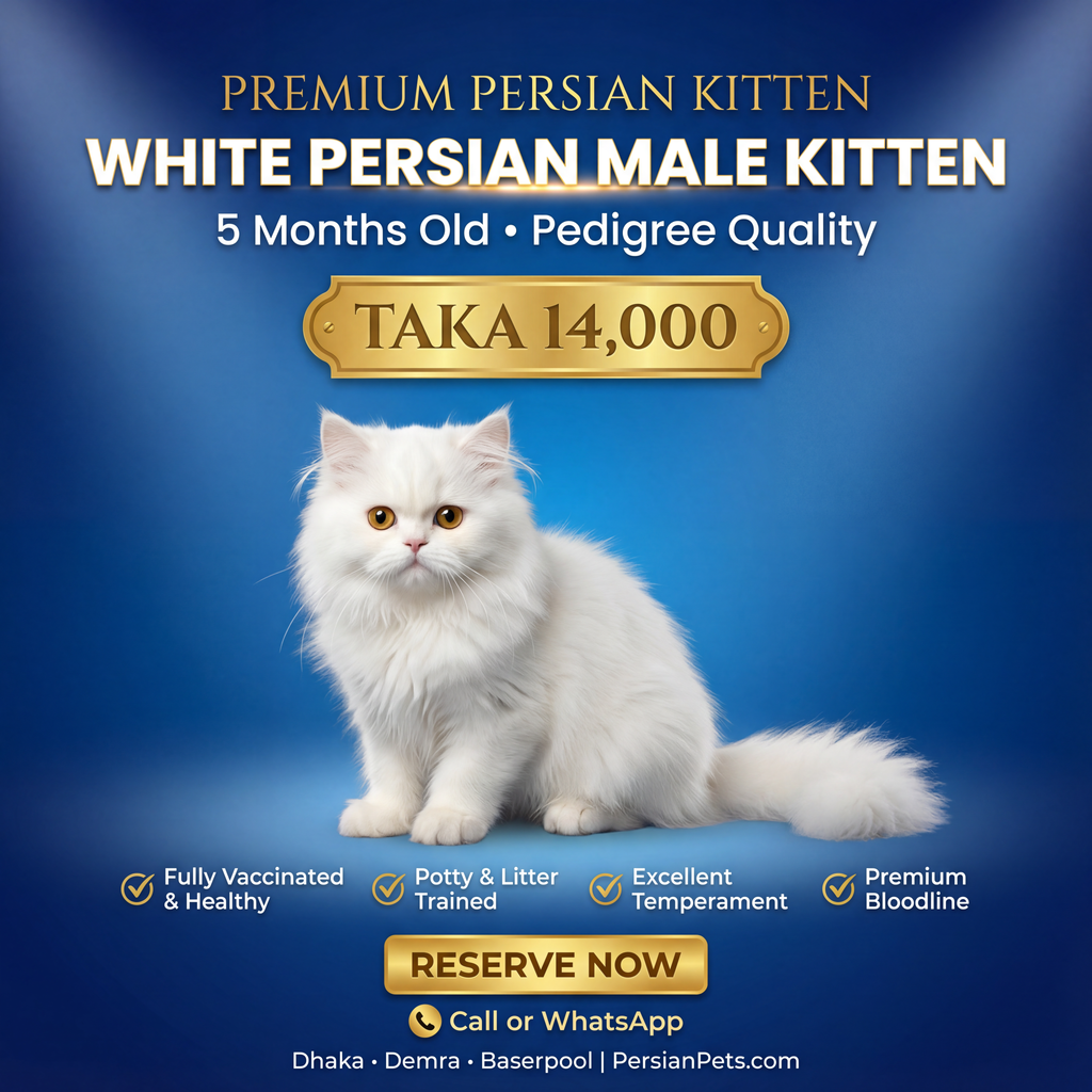 Persian male Cat kitten