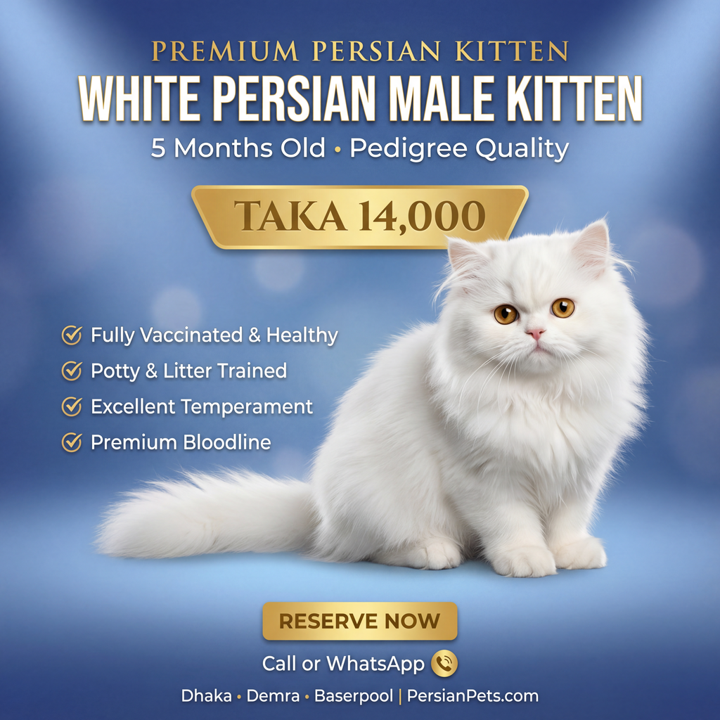 Persian male Cat kitten