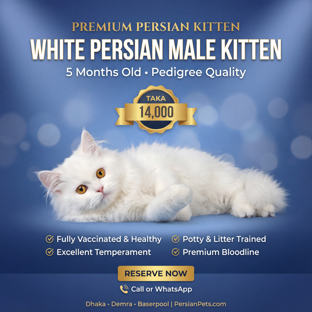 Persian male Cat kitten