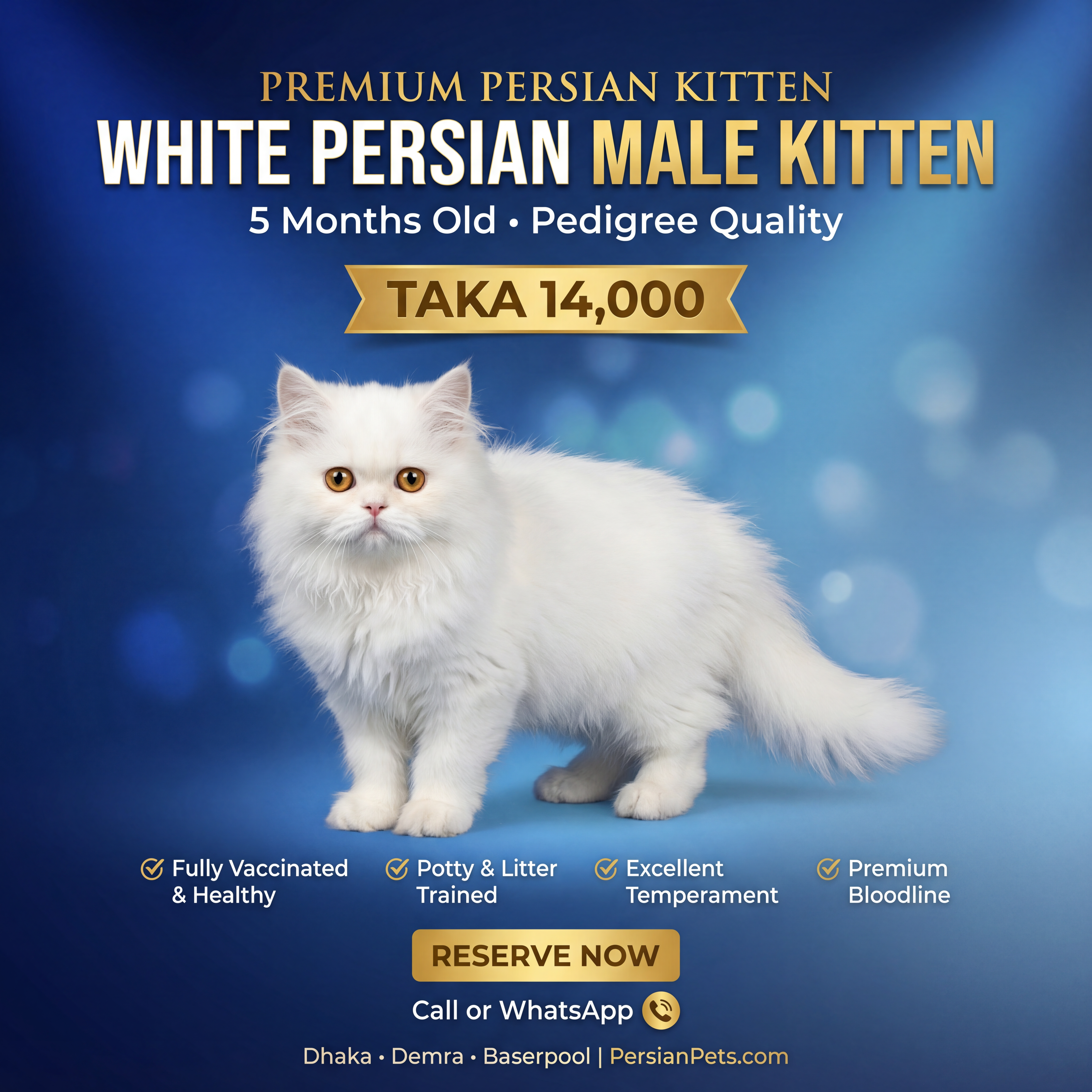 Persian male Cat kitten