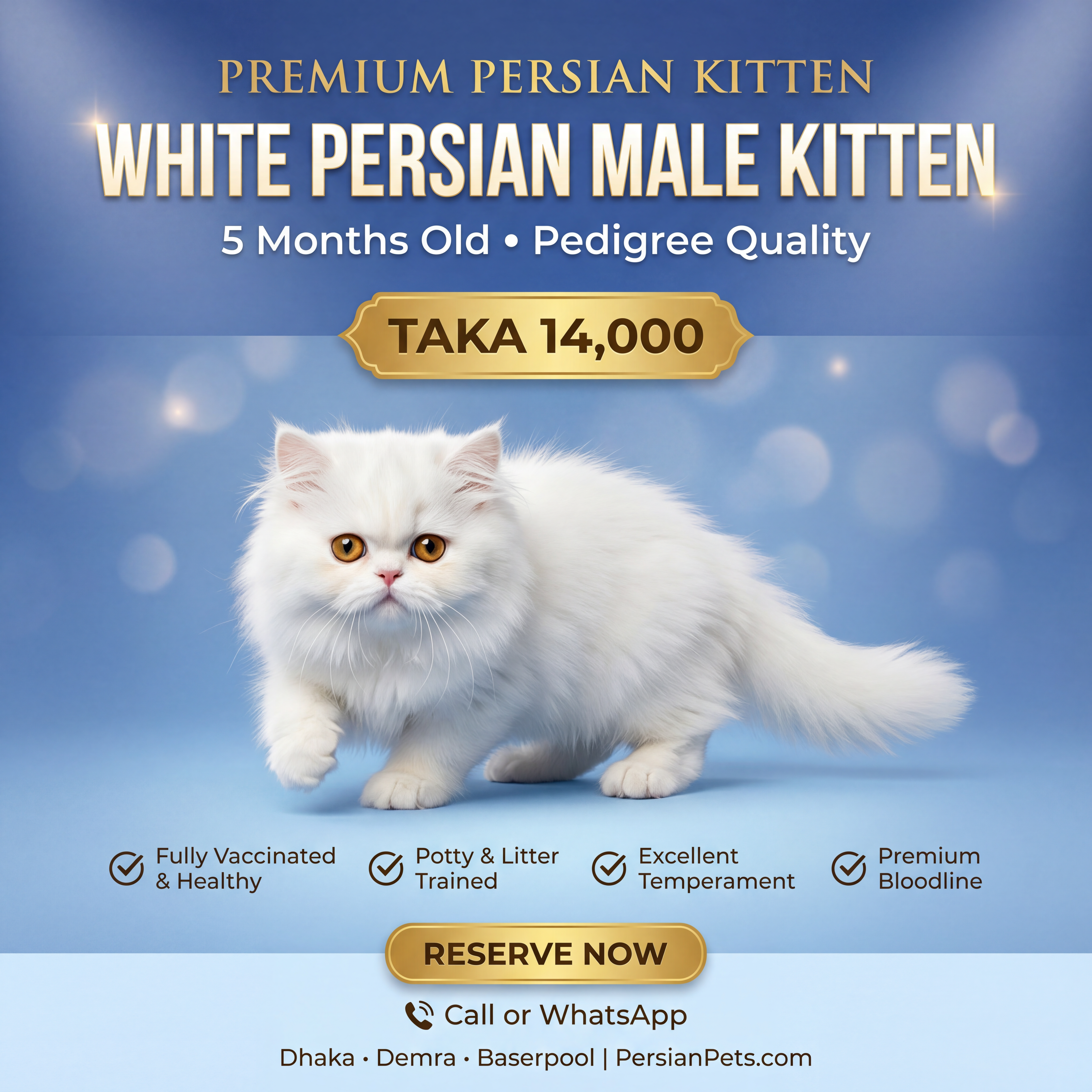 Persian male Cat kitten