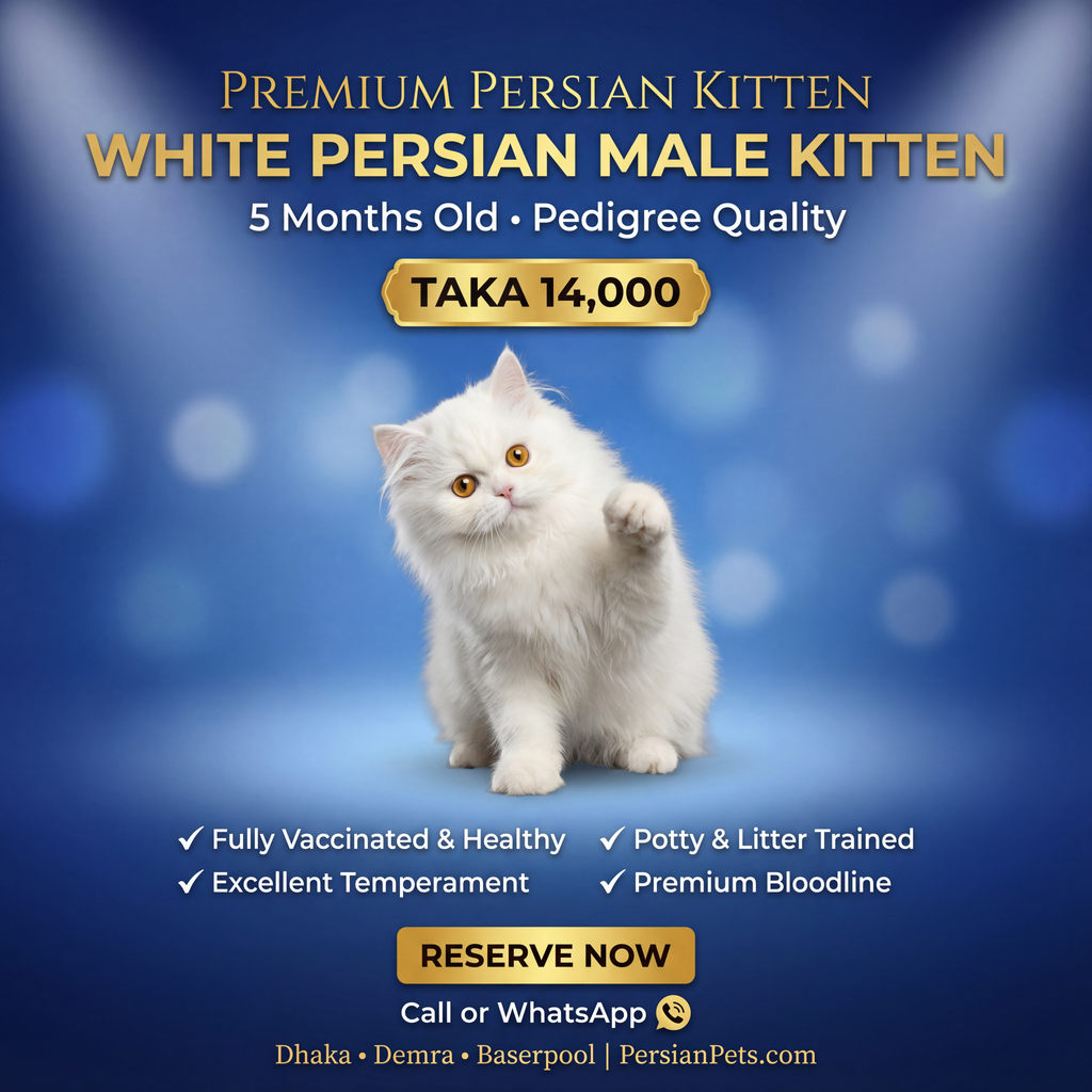 Persian male Cat kitten