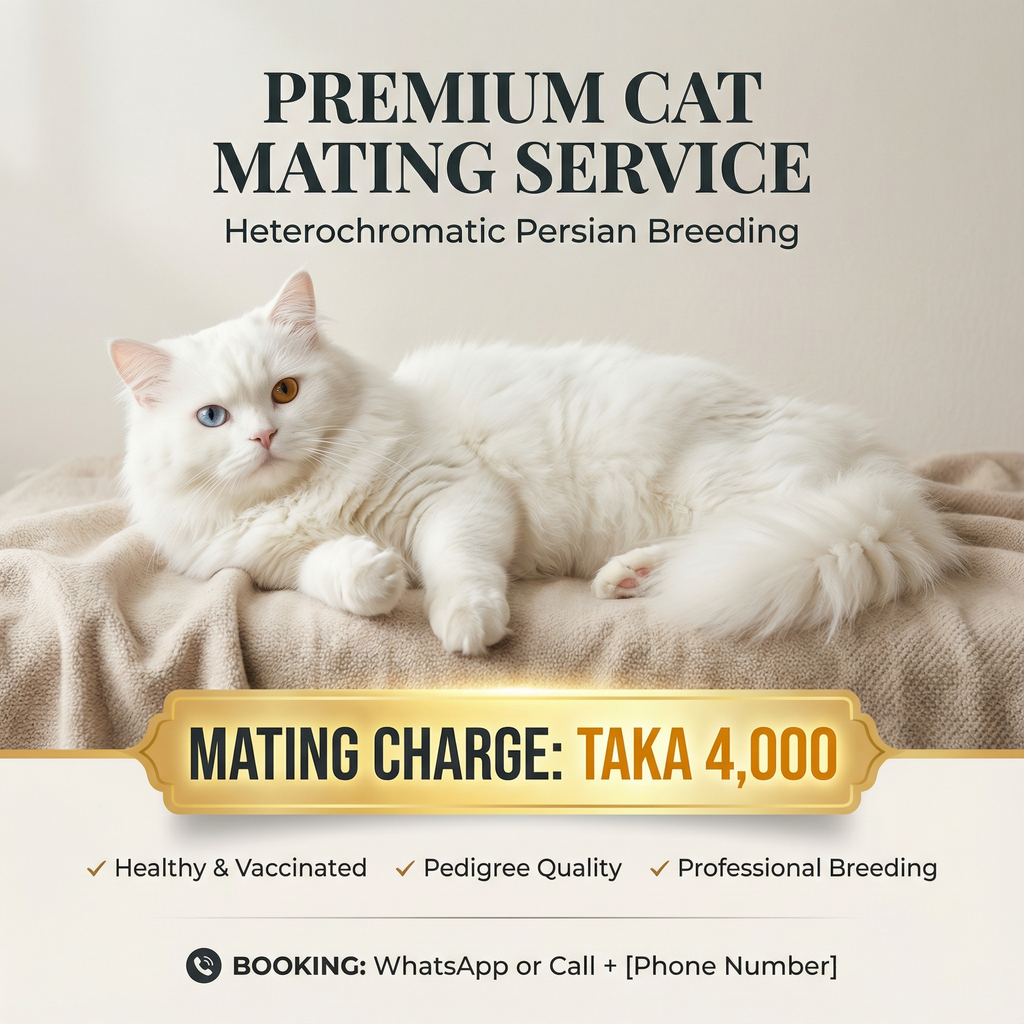 Odd-Eye Persian Male Cat — Mating Service Available