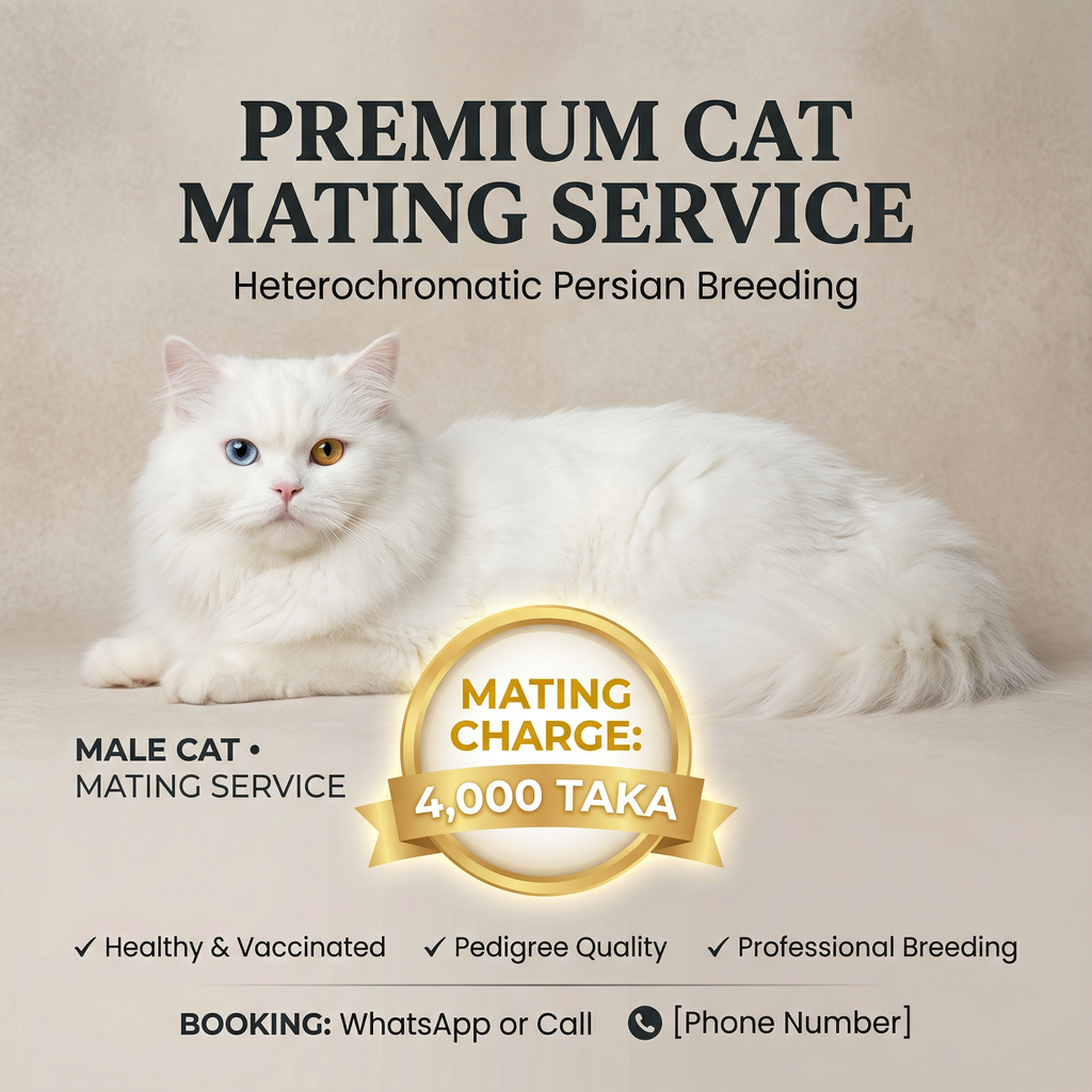 Odd-Eye Persian Male Cat — Mating Service Available