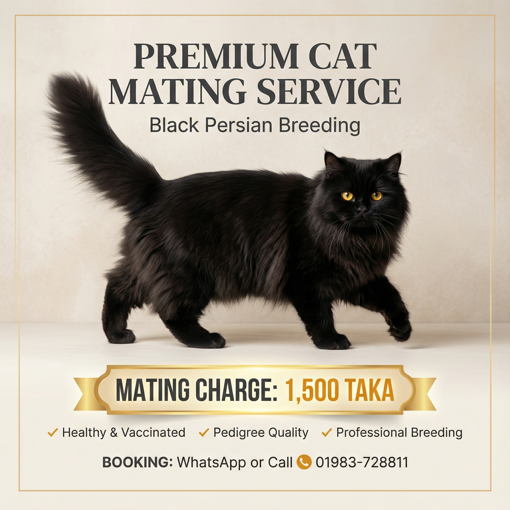 Black Persian Male Cat Mating Service