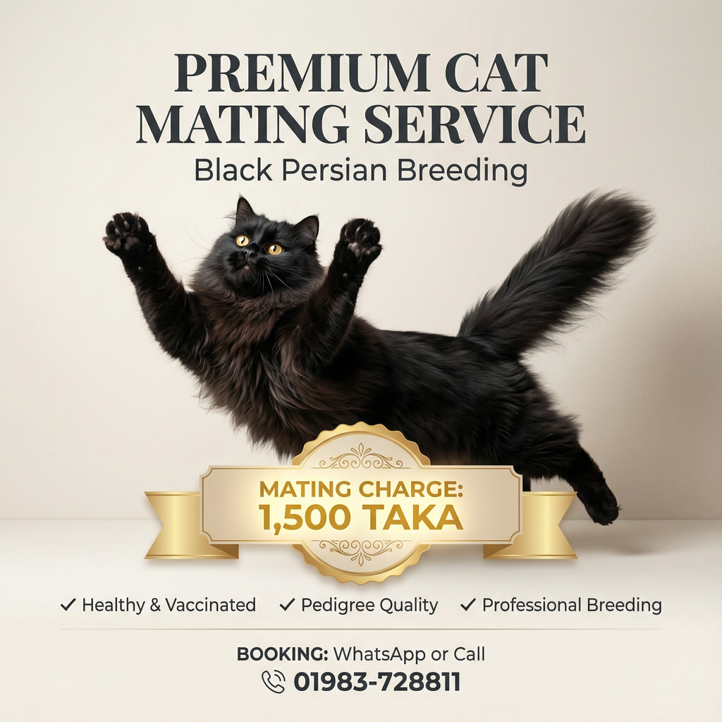 Black Persian Male Cat Mating Service