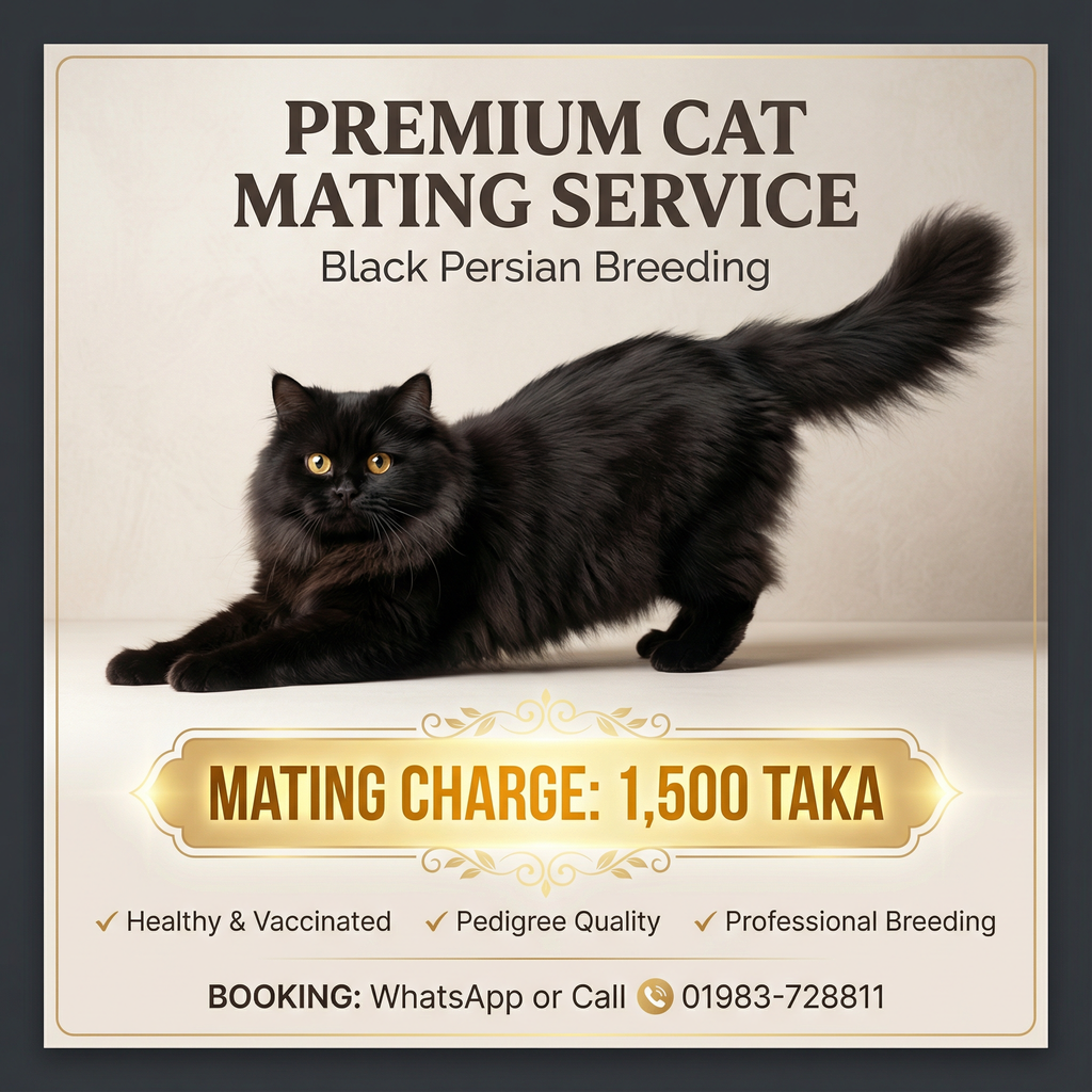 Black Persian Male Cat Mating Service