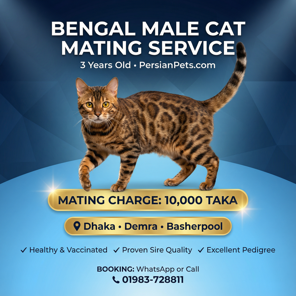 Bengal Male Cat Mating Service