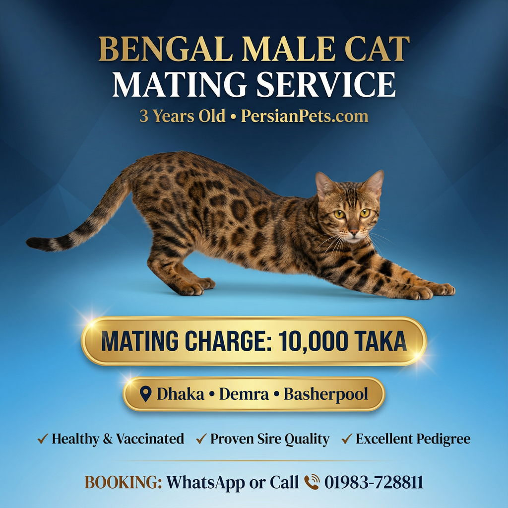 Bengal Male Cat Mating Service