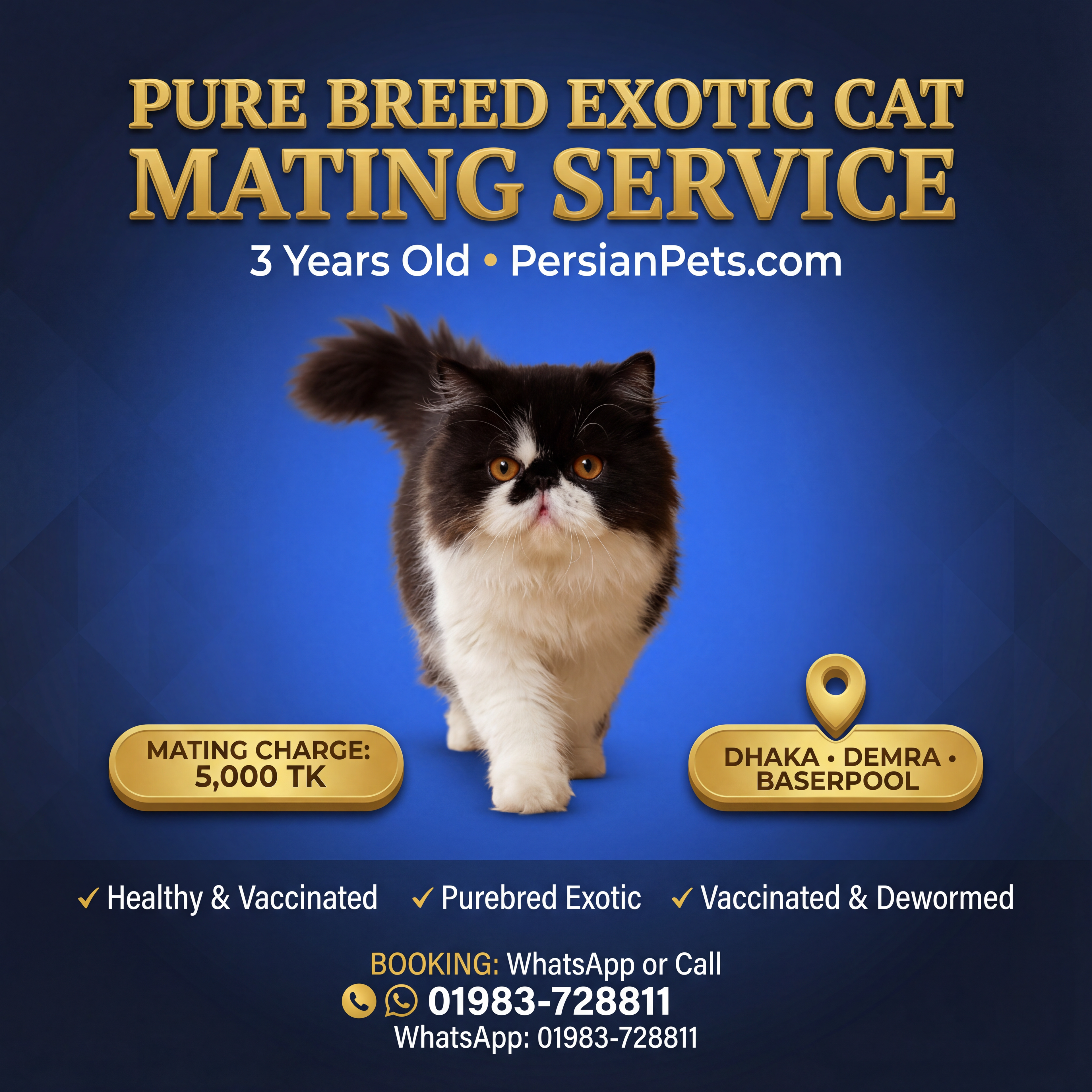 Exotic Male Cat Ready for Mating