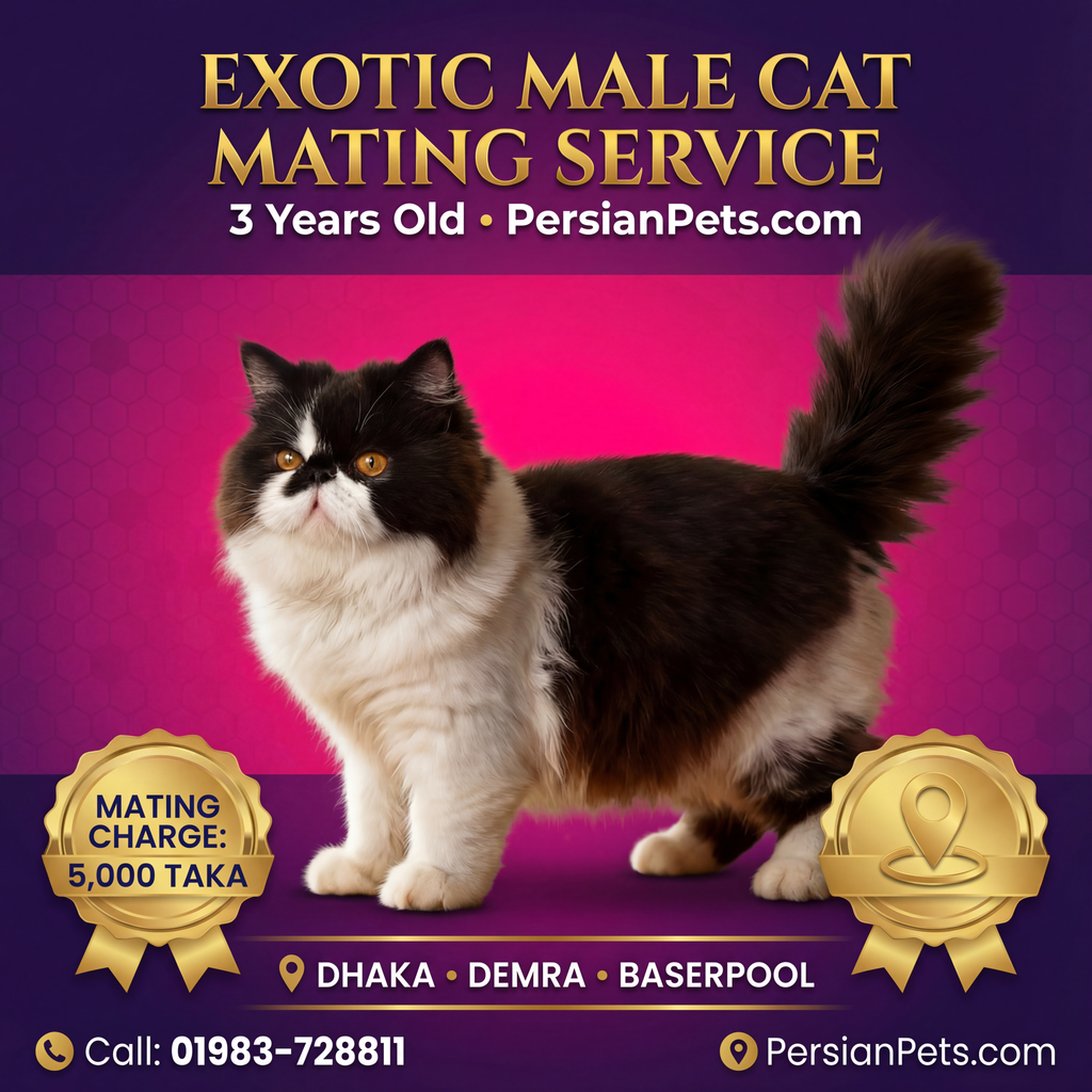 Exotic Male Cat Ready for Mating