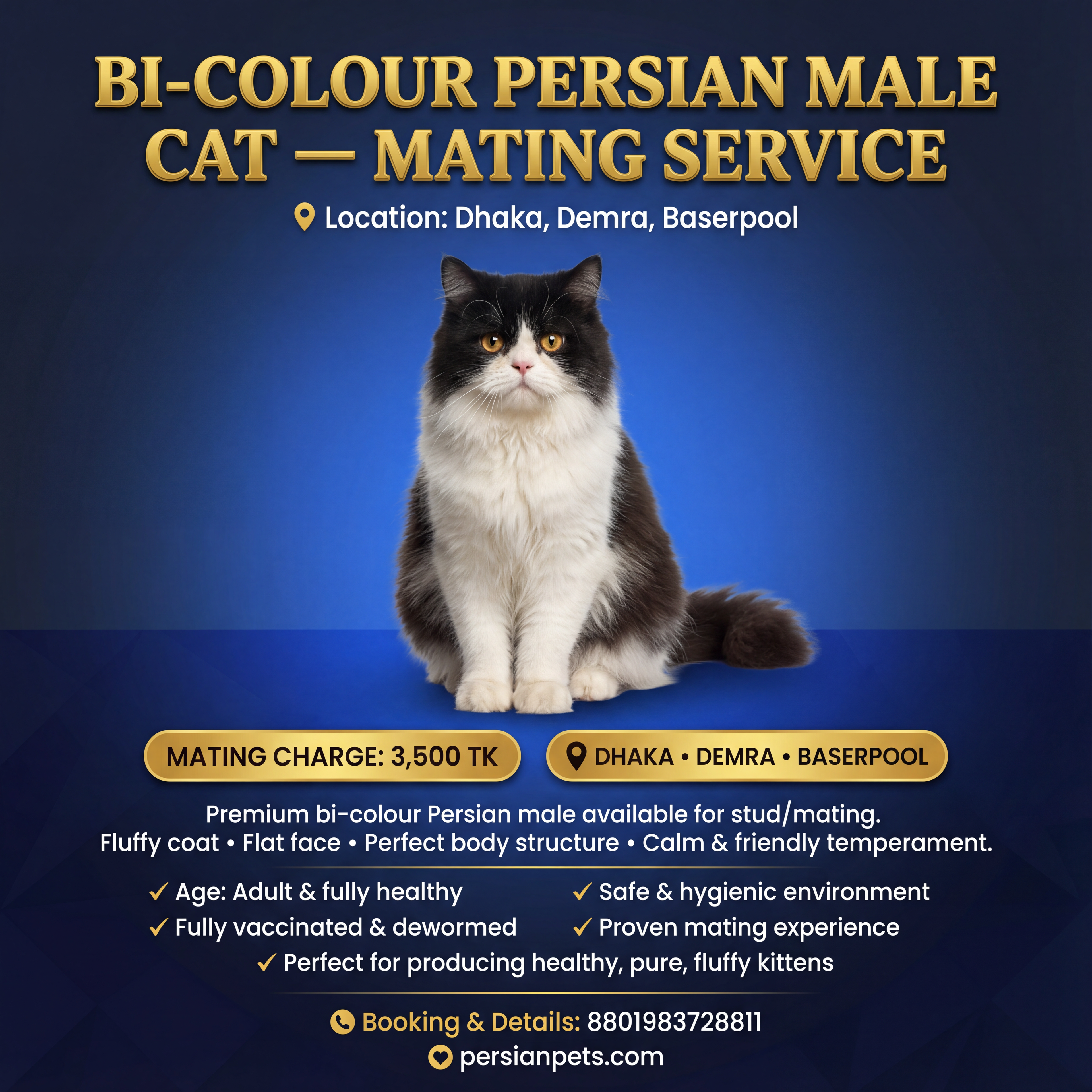 Bi colour Persian cat mating service