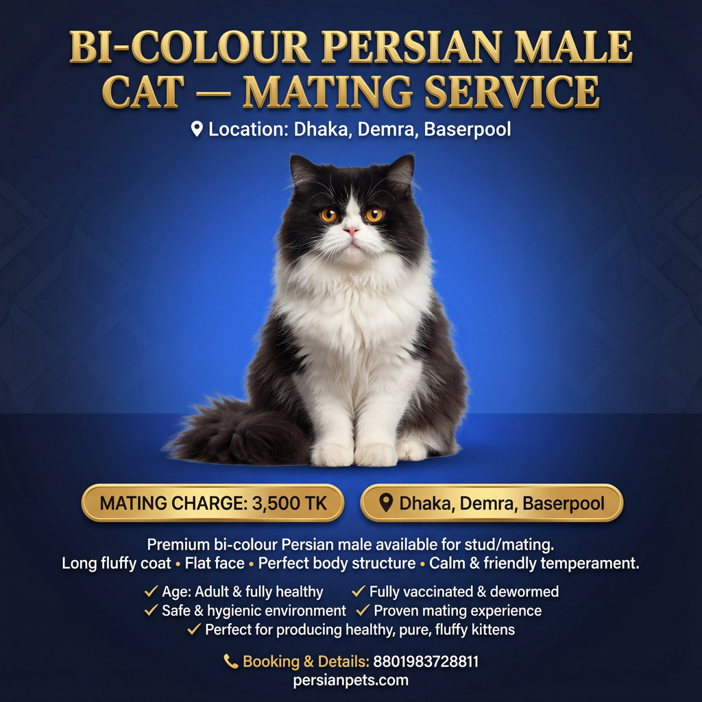 Bi colour Persian cat mating service