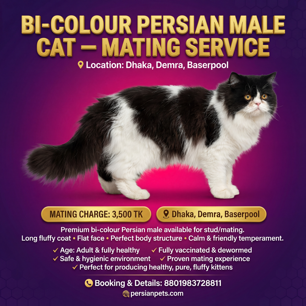 Bi colour Persian cat mating service