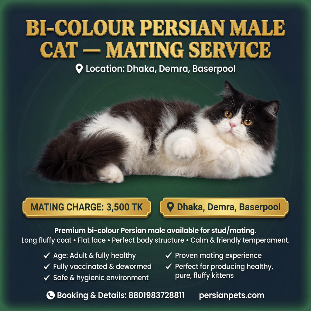 Bi colour Persian cat mating service