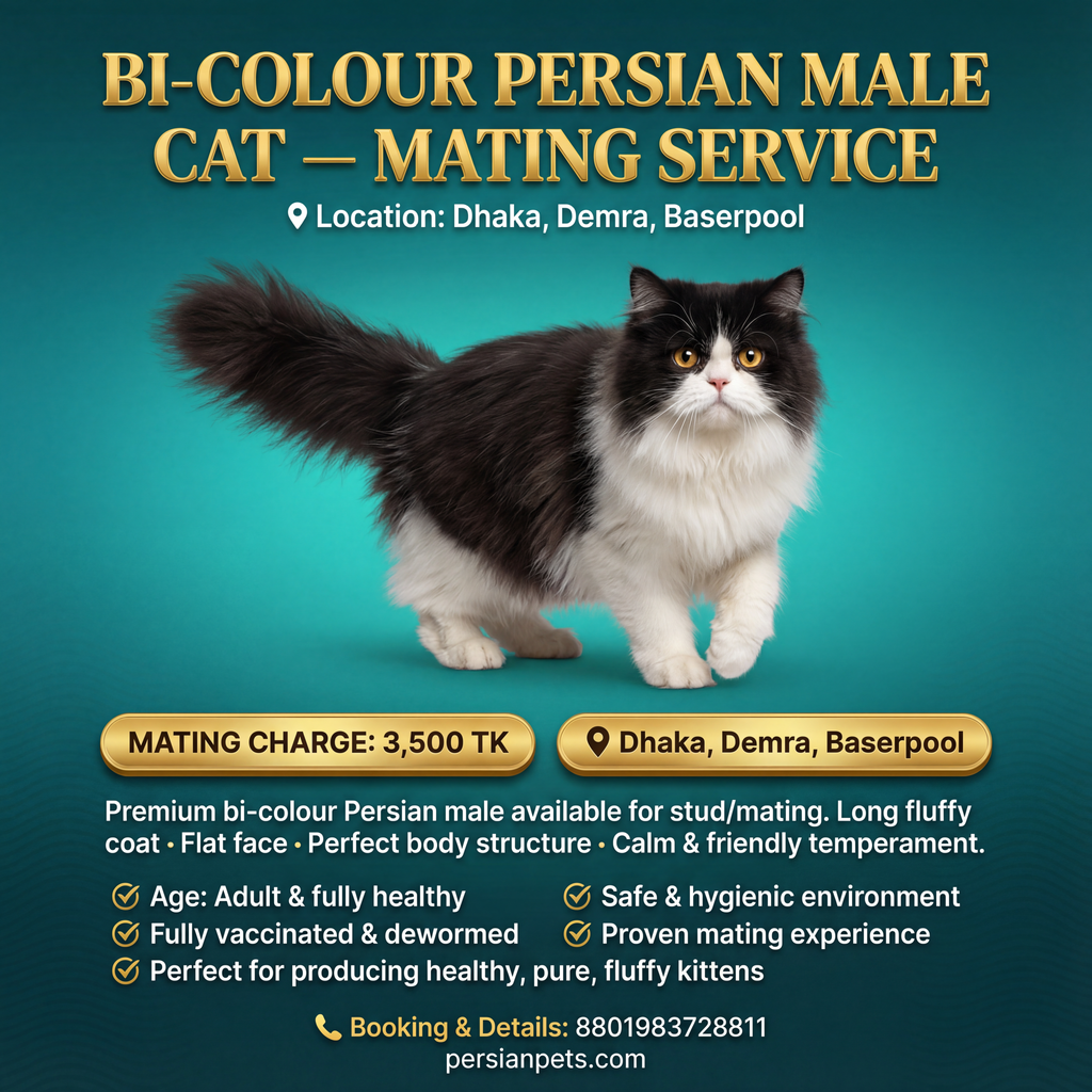 Bi colour Persian cat mating service